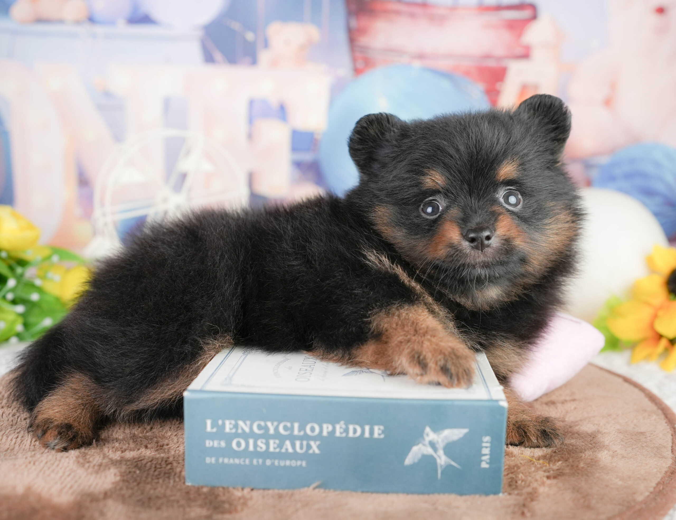 ポメラニアン | 女の子 | ブラック＆タン | 2026年1月17日