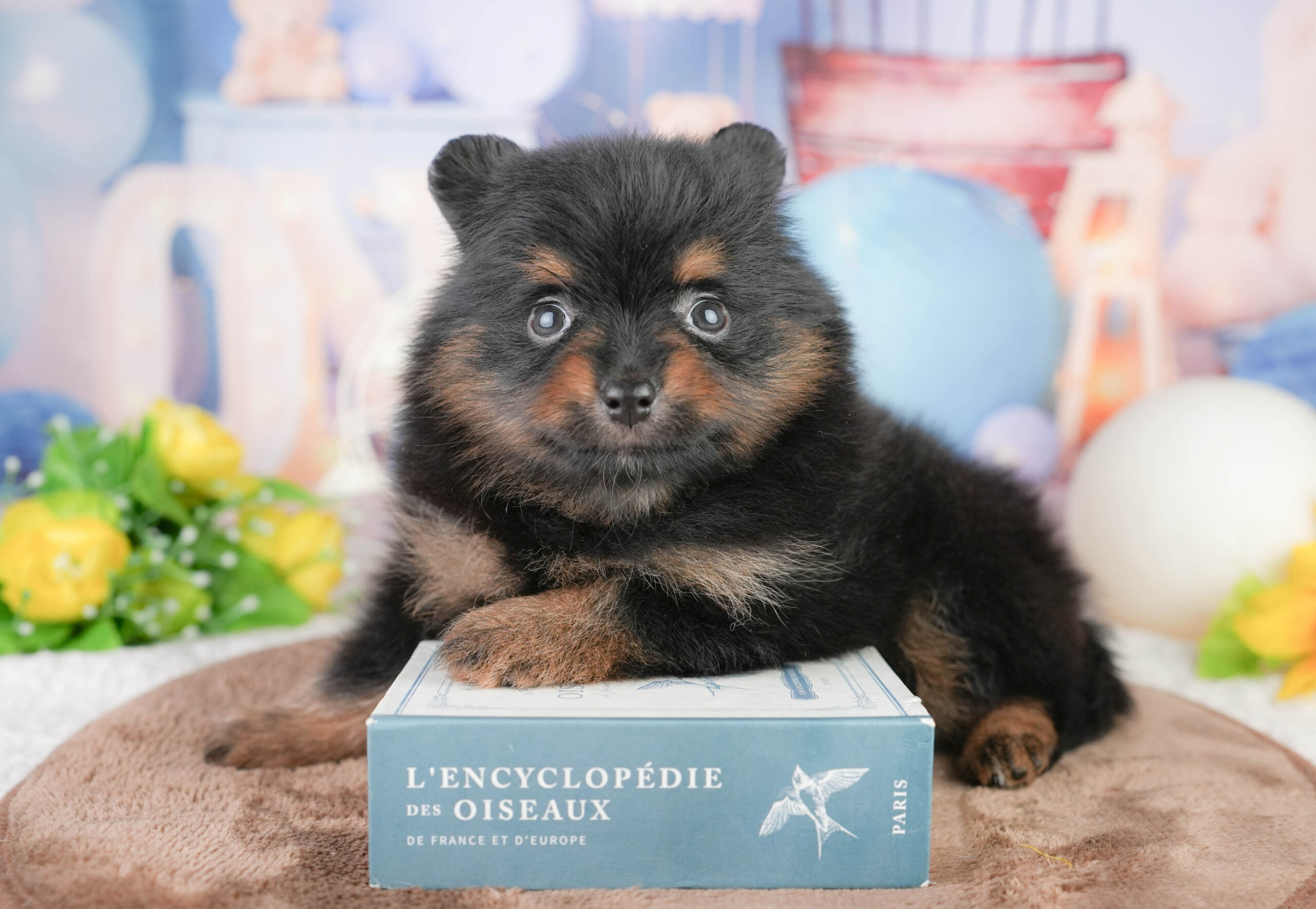 ポメラニアン | 女の子 | ブラック＆タン | 2026年1月17日