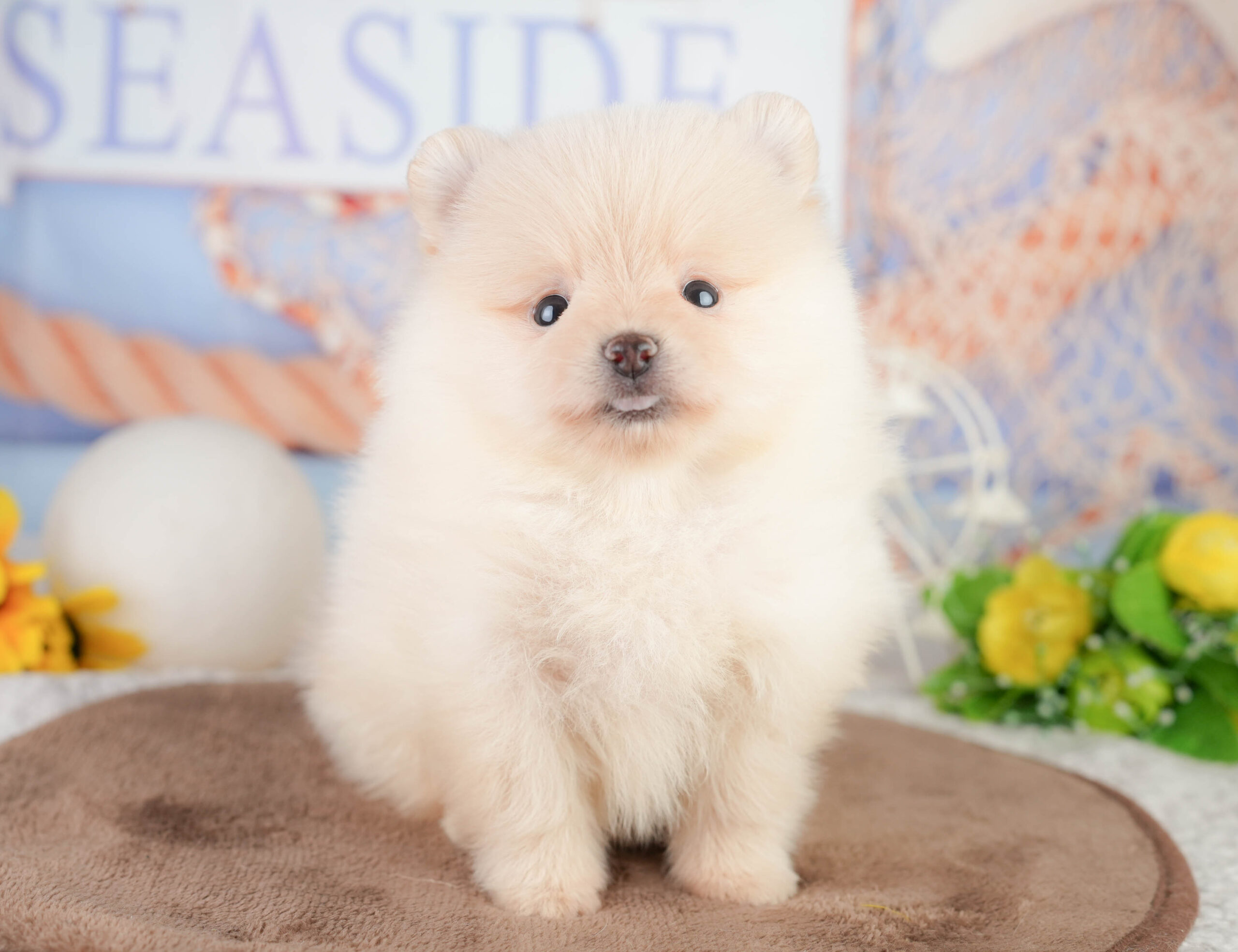 ポメラニアン | 男の子 | クリーム | 2026年1月17日