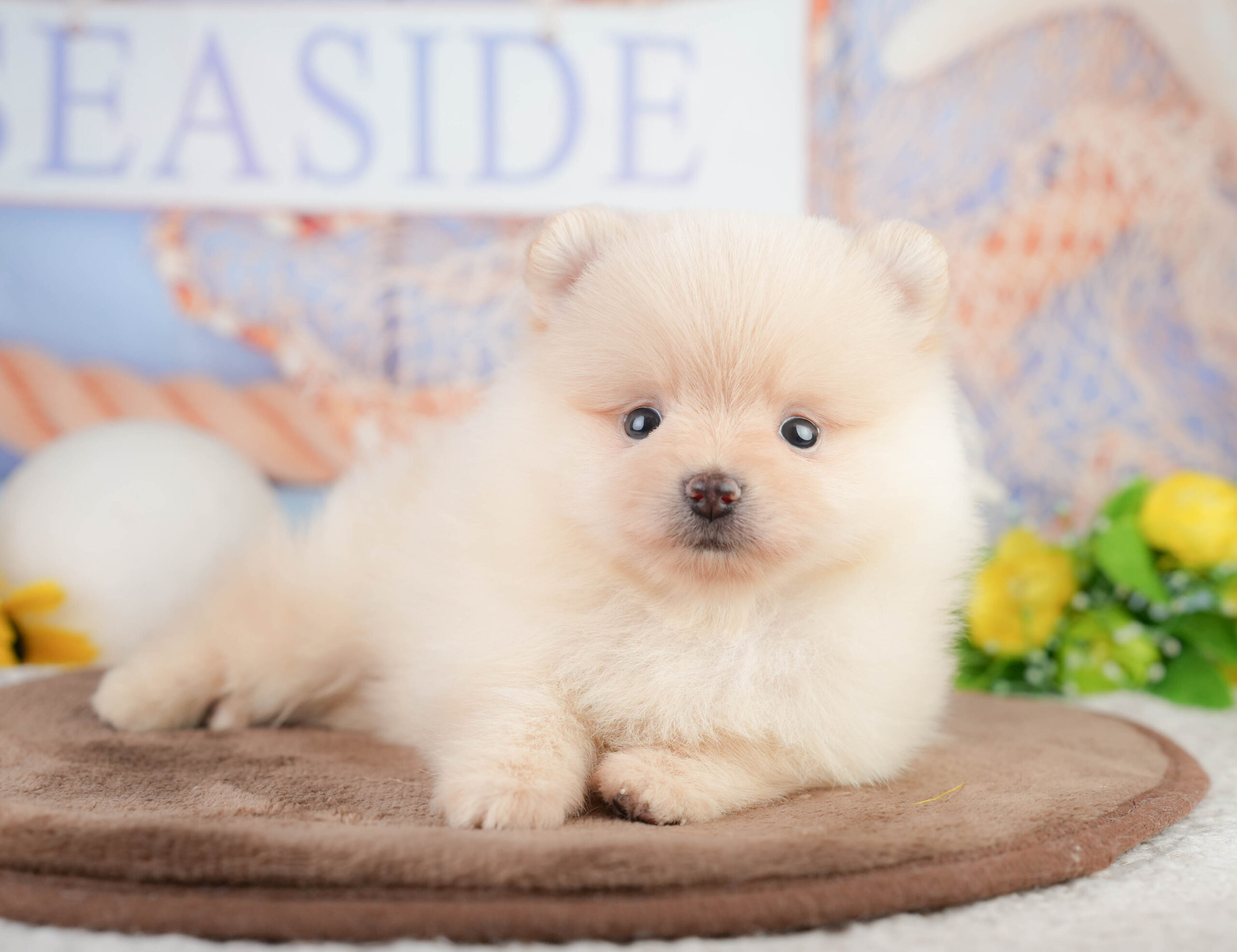 ポメラニアン | 男の子 | クリーム | 2026年1月17日
