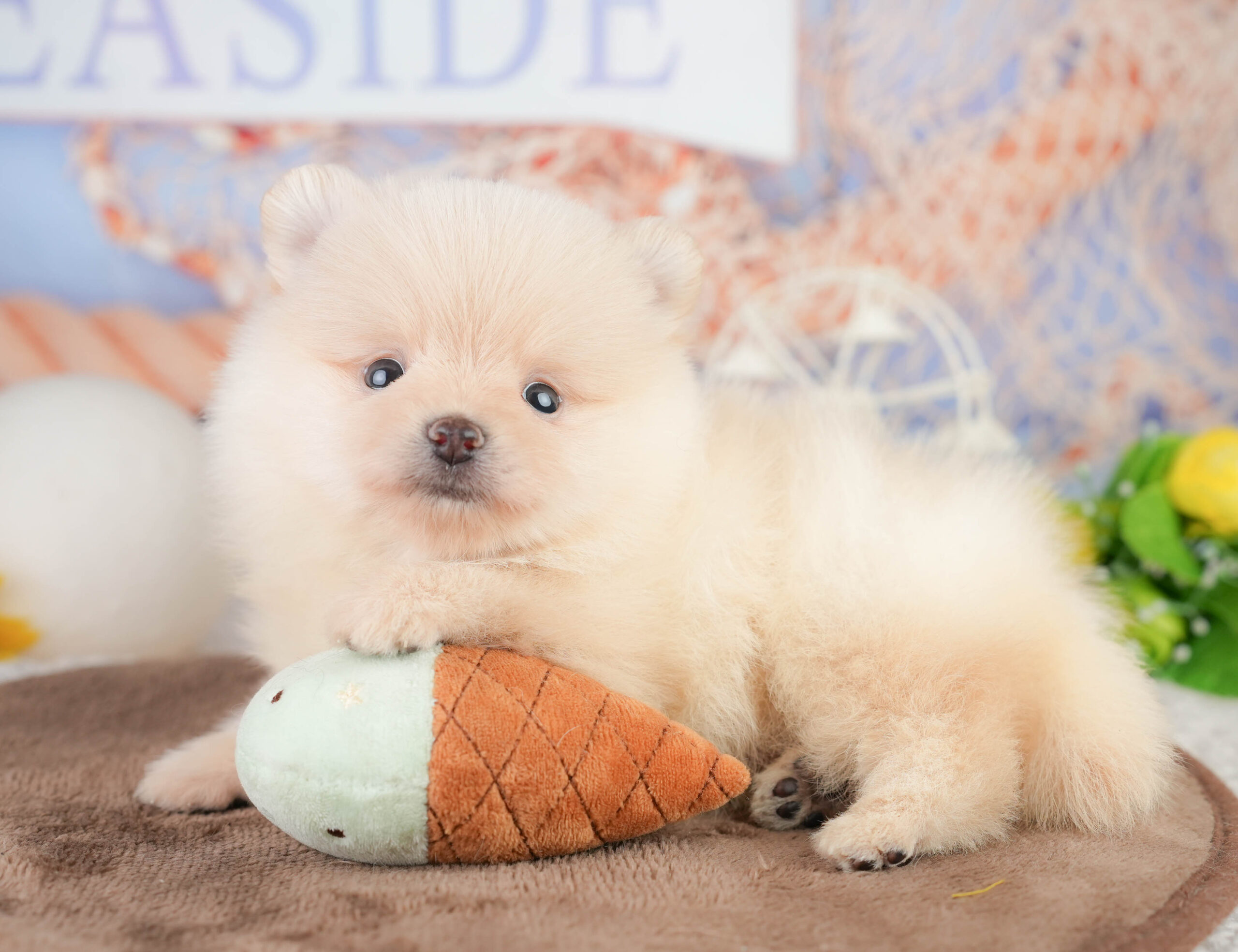 ポメラニアン | 男の子 | クリーム | 2026年1月17日