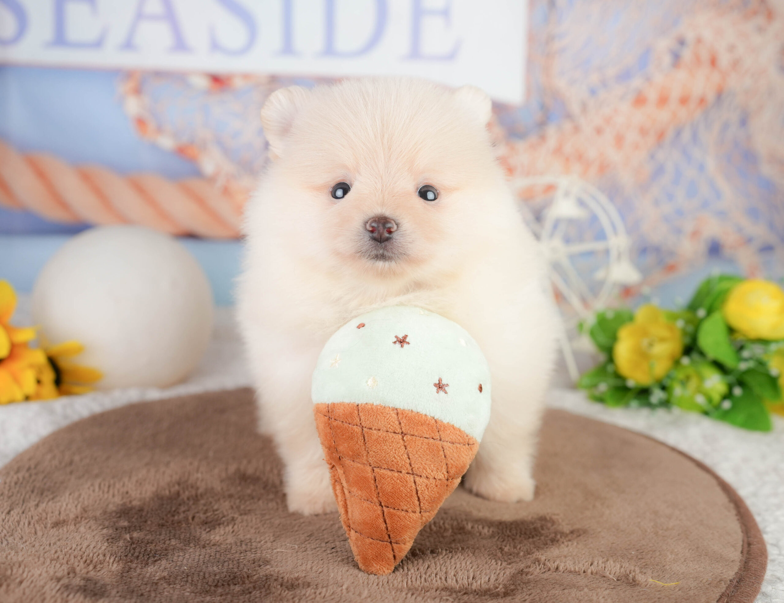 ポメラニアン | 男の子 | クリーム | 2026年1月17日