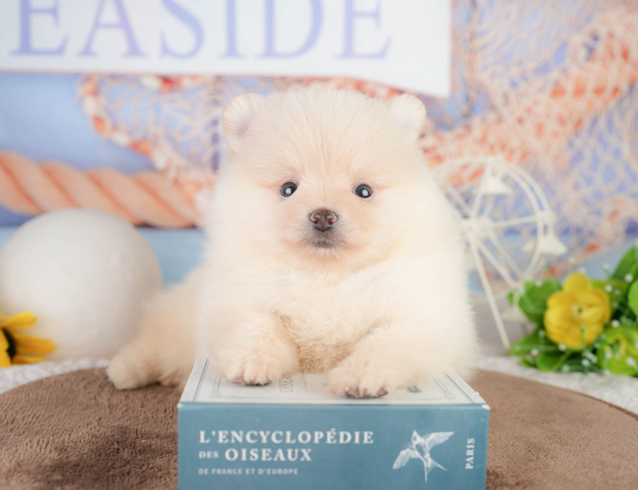 ポメラニアン | 男の子 | クリーム | 2026年1月17日