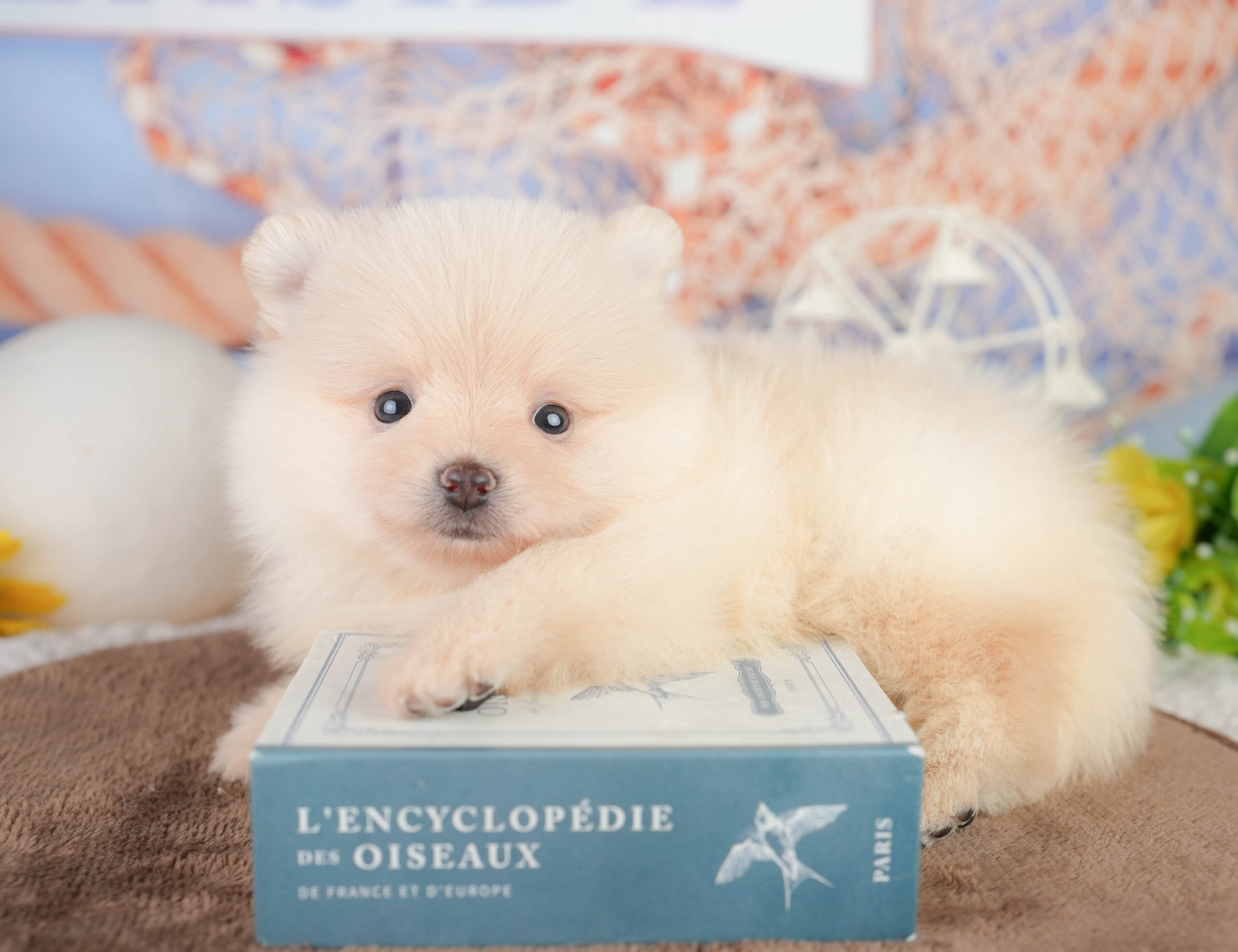 ポメラニアン | 男の子 | クリーム | 2026年1月17日