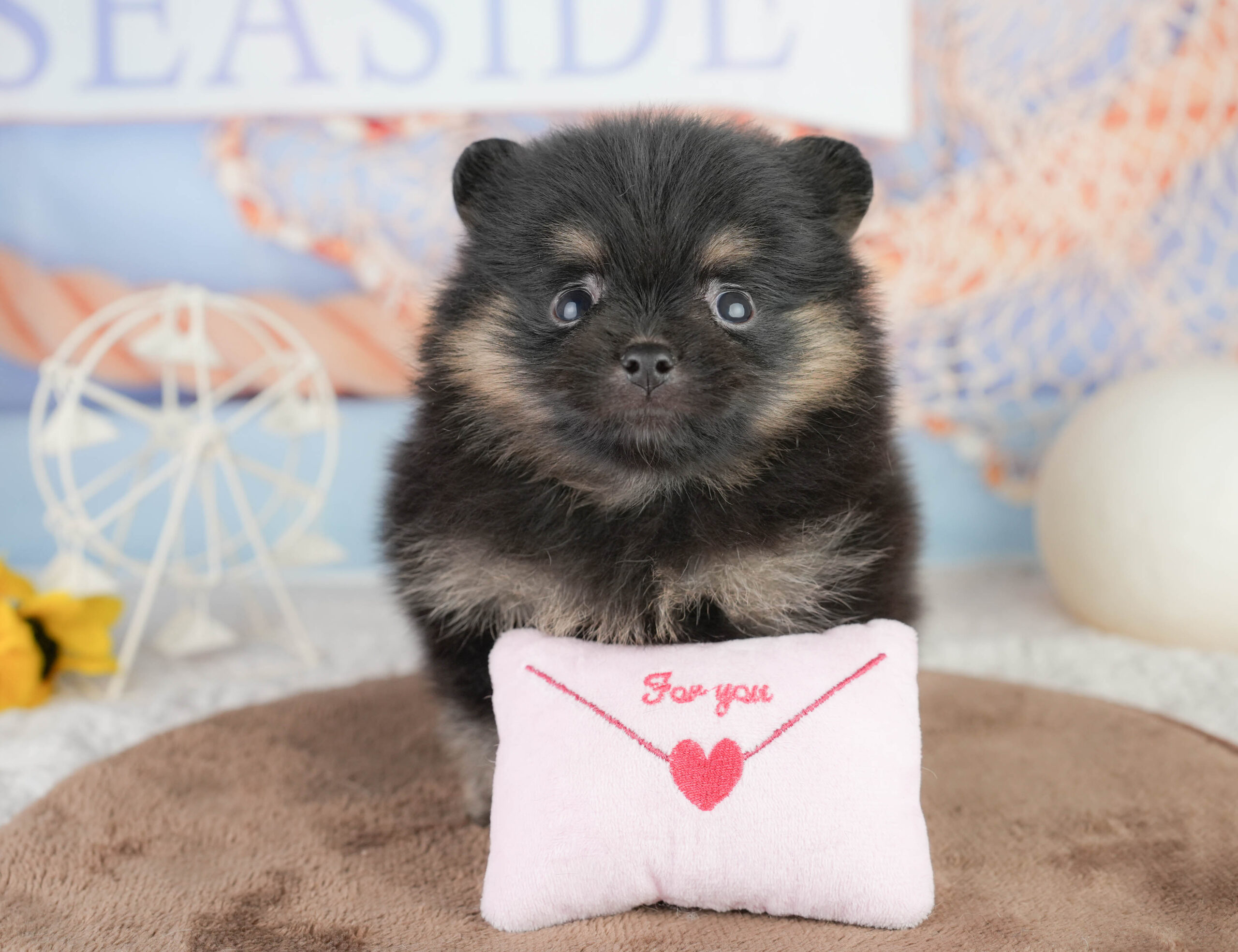 ポメラニアン | 女の子 | ブラック＆タン | 2026年1月17日