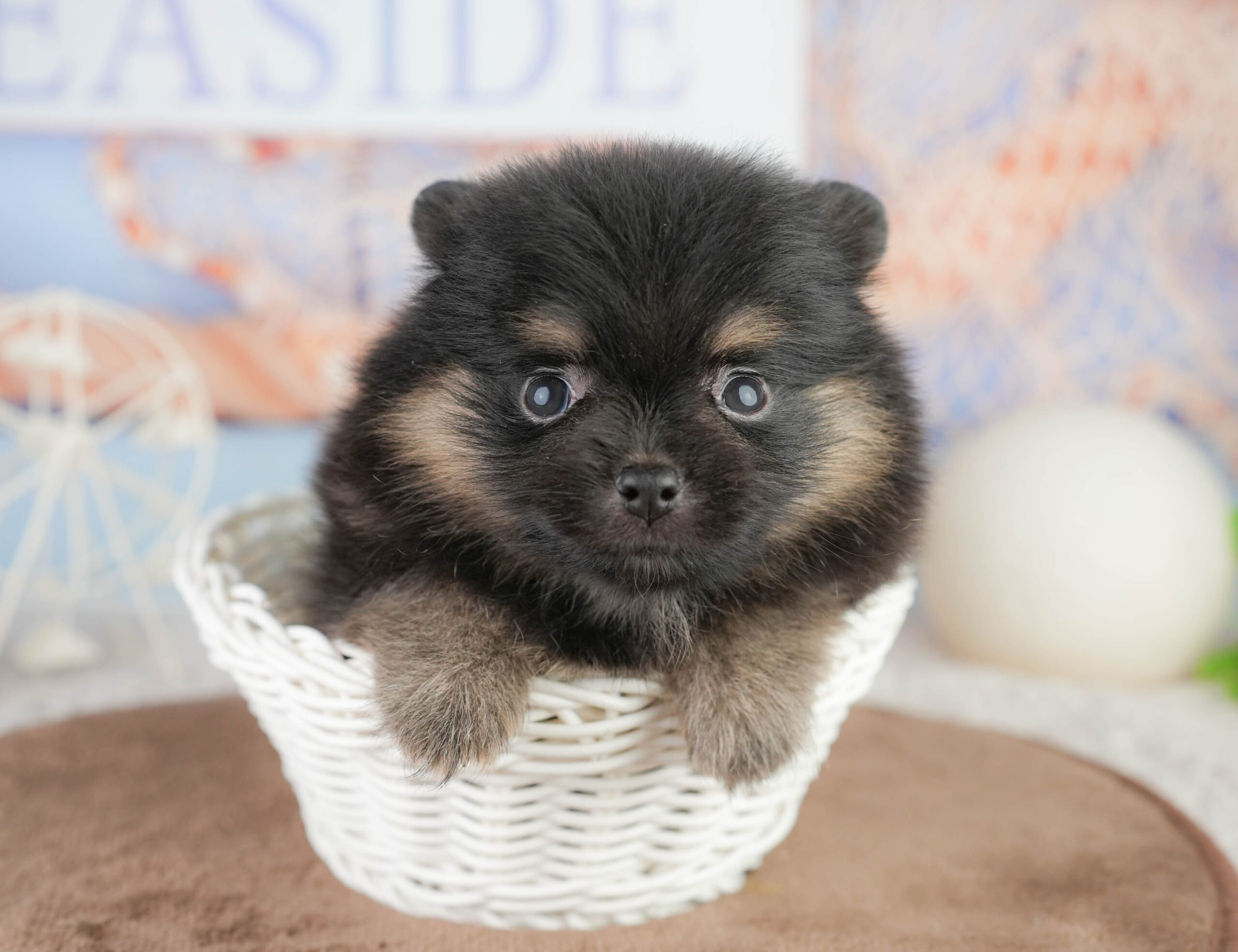 ポメラニアン | 女の子 | ブラック＆タン | 2026年1月17日