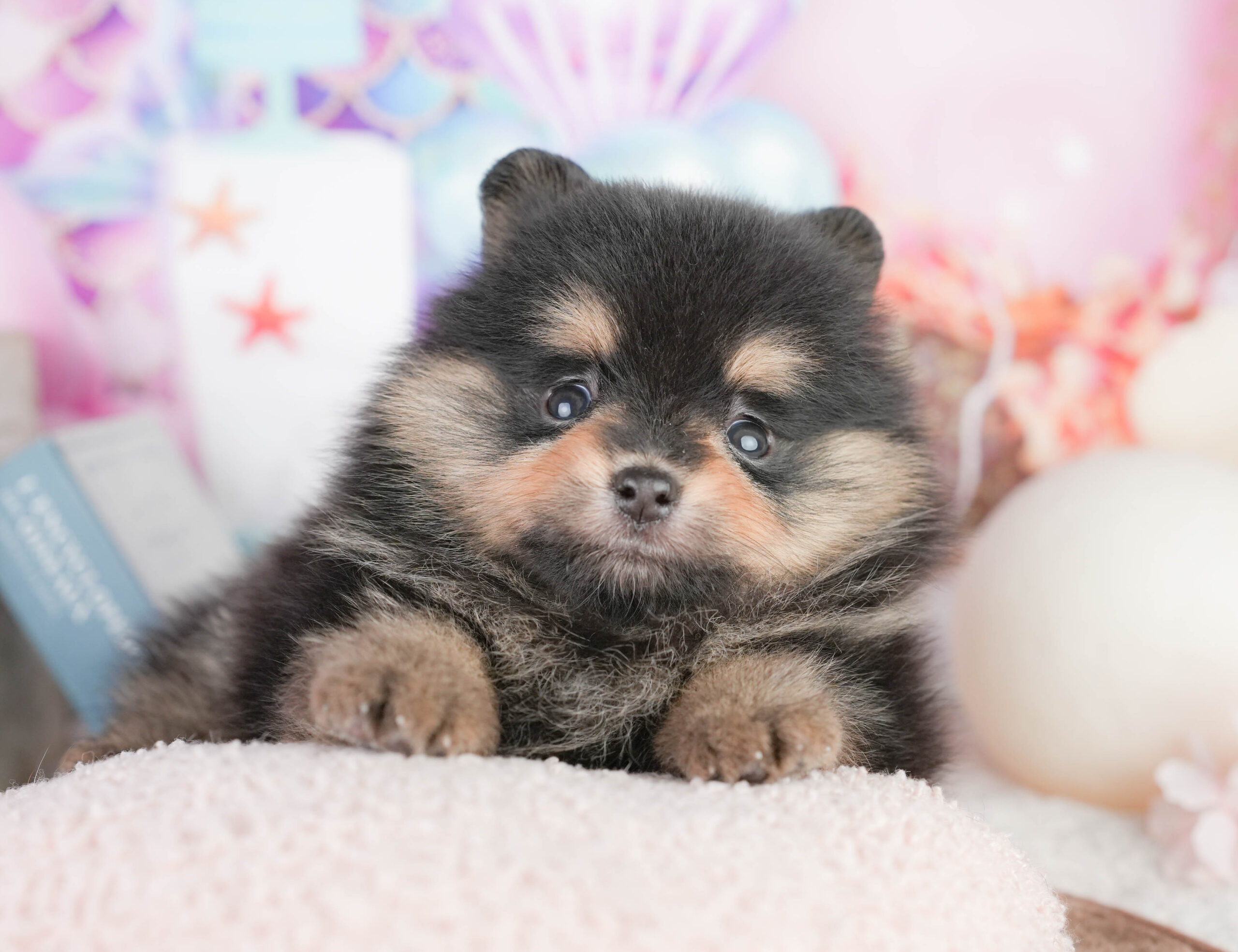 ポメラニアン | 男の子 | ブラック＆タン | 2026年1月17日