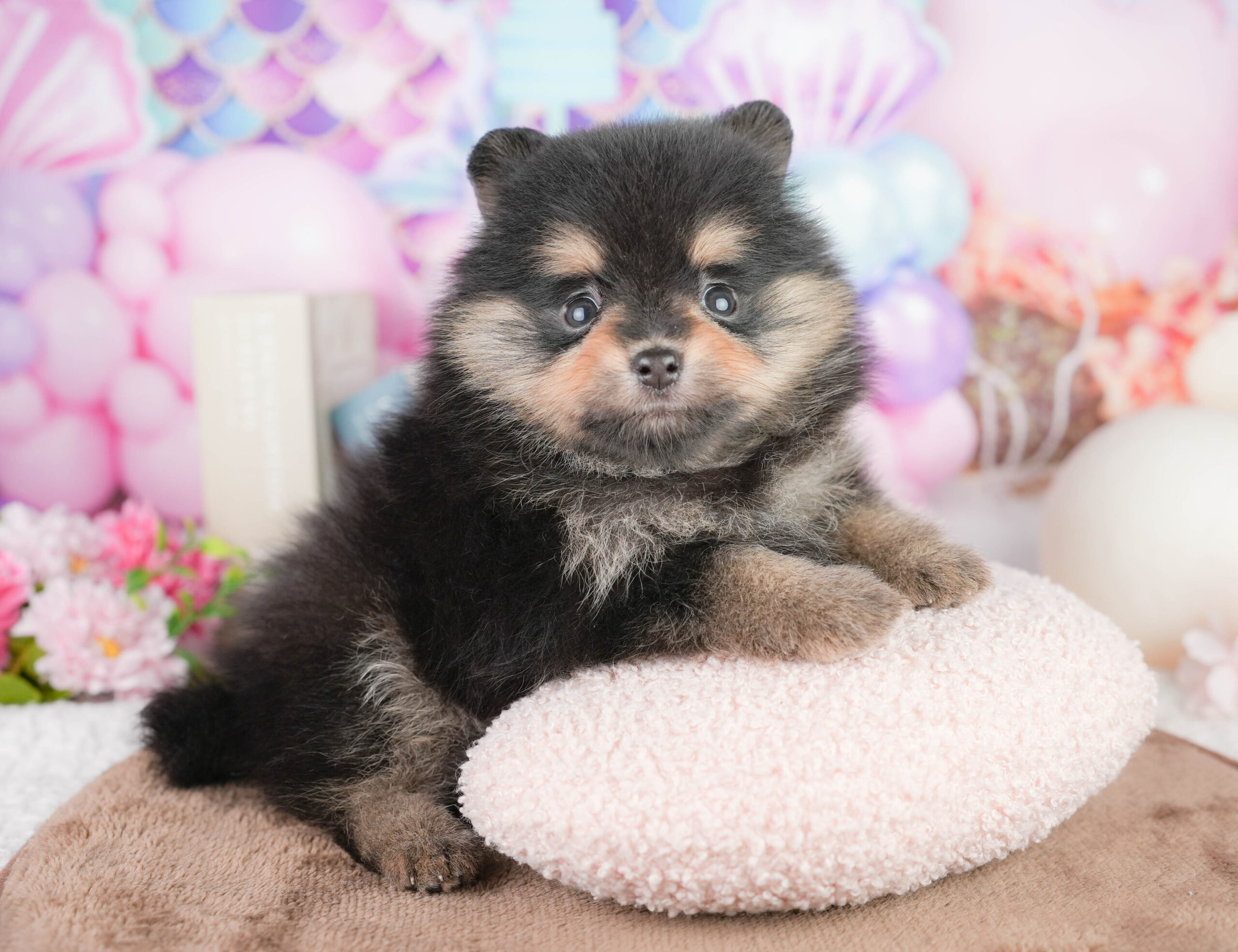 ポメラニアン | 男の子 | ブラック&タン | 2026年1月17日