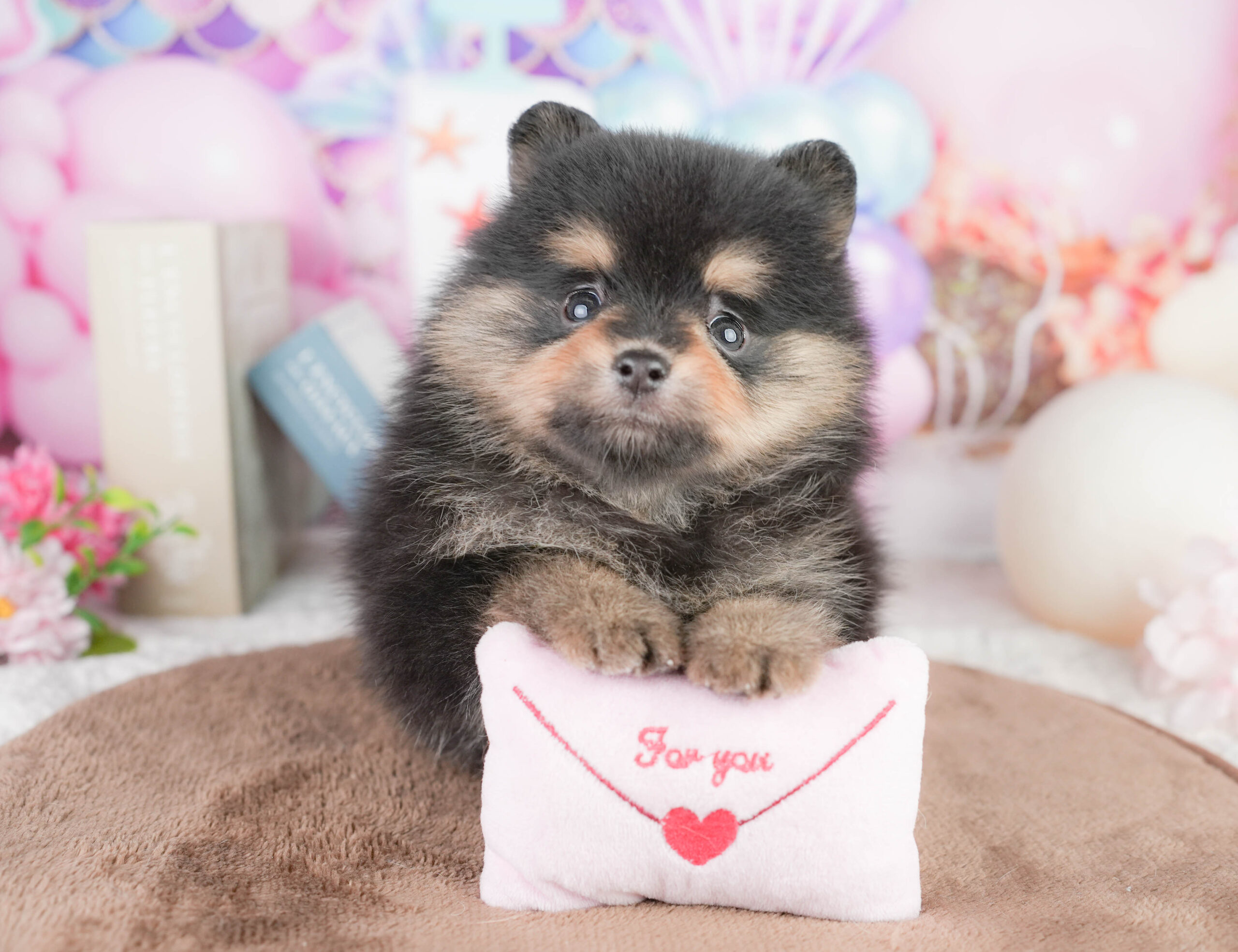 ポメラニアン | 男の子 | ブラック&タン | 2026年1月17日