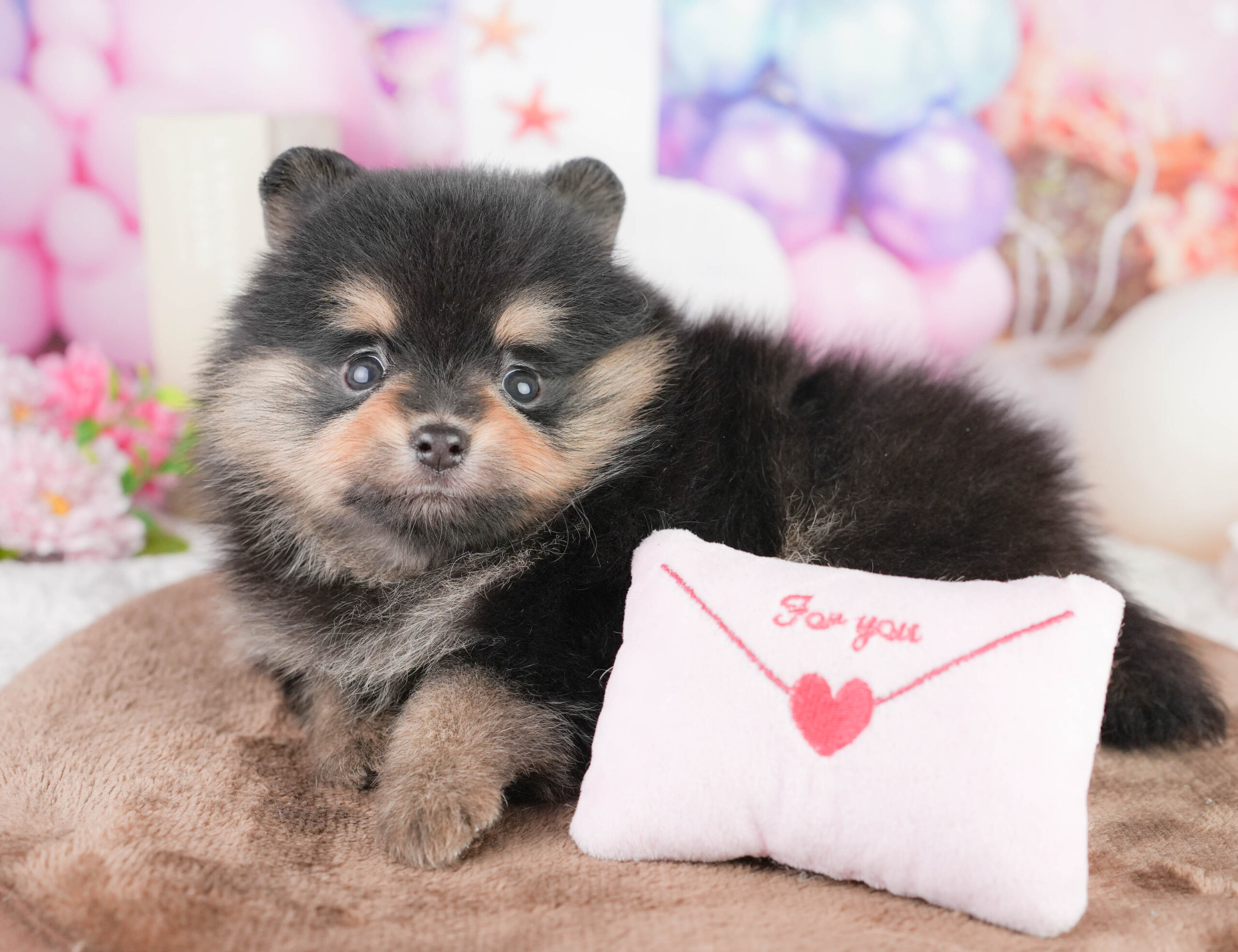 ポメラニアン | 男の子 | ブラック&タン | 2026年1月17日