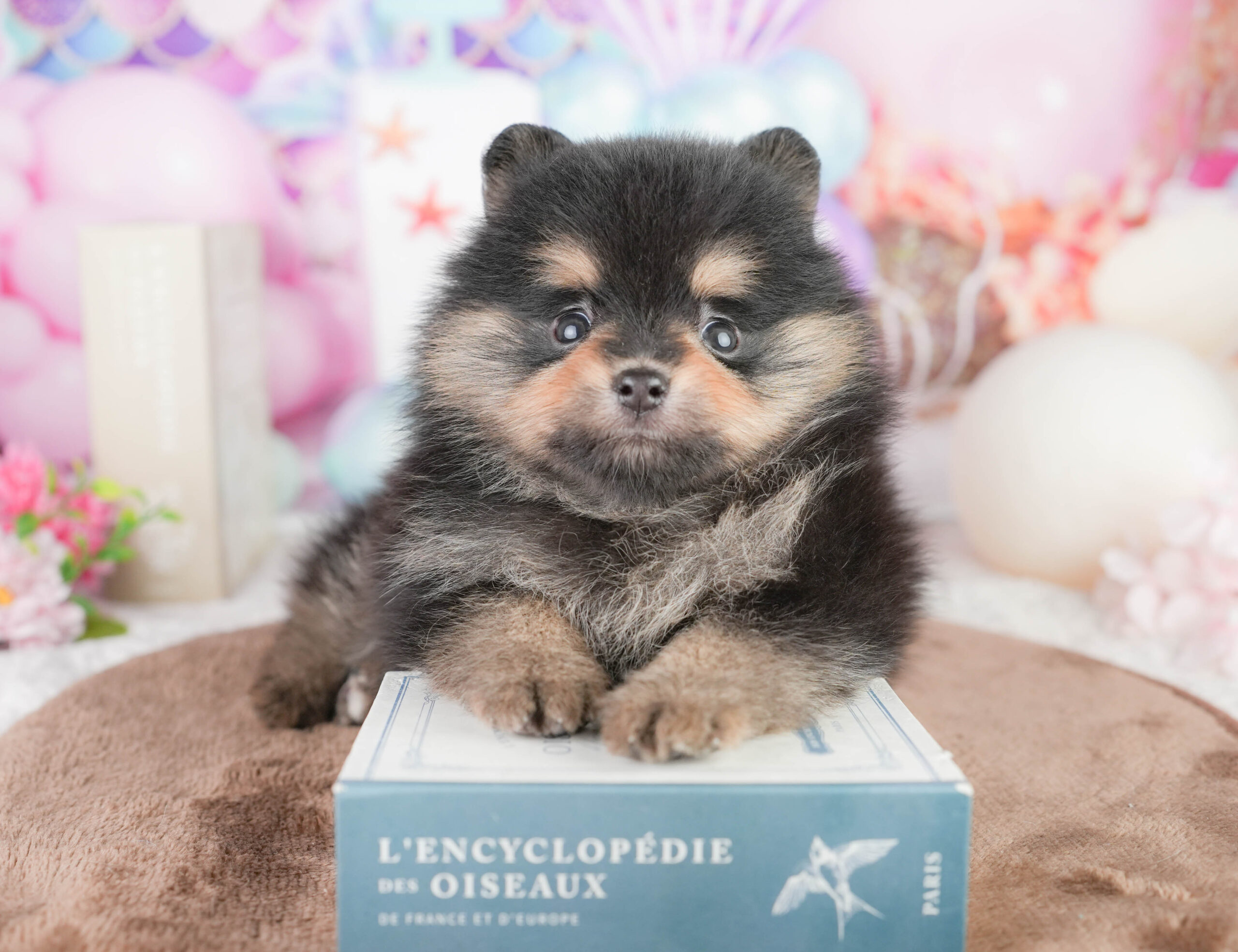 ポメラニアン | 男の子 | ブラック&タン | 2026年1月17日