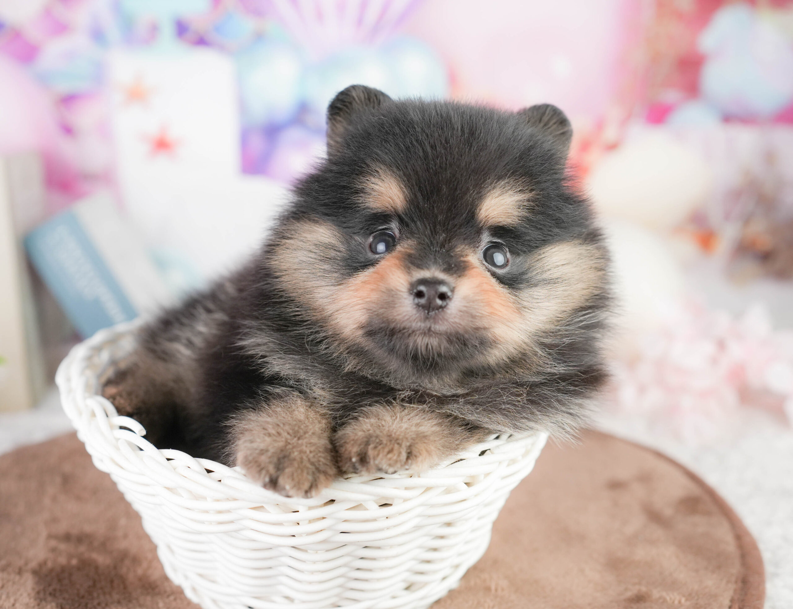 ポメラニアン | 男の子 | ブラック&タン | 2026年1月17日