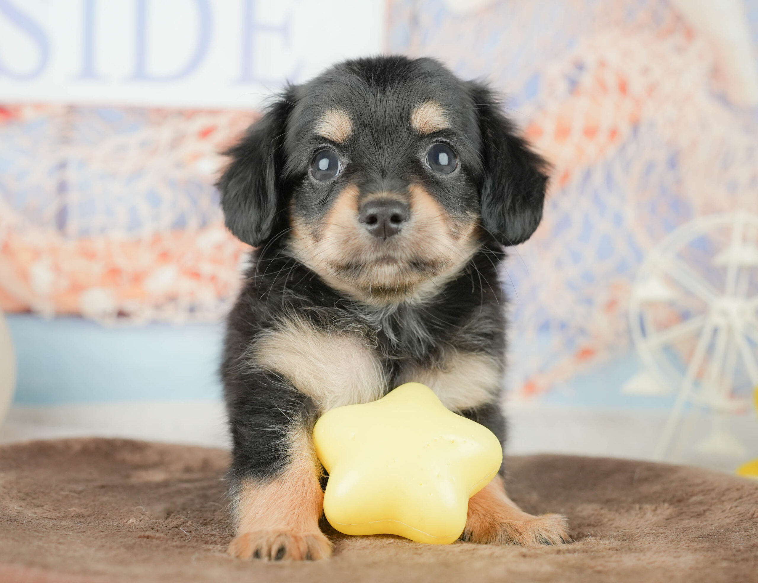 チワックス | 女の子 | ブラック＆タン | 2026年1月17日