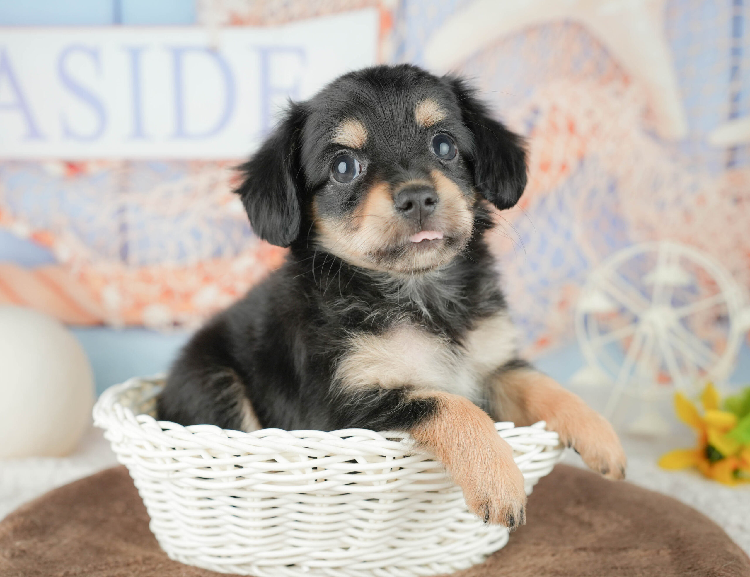 チワックス | 女の子 | ブラック＆タン | 2026年1月17日