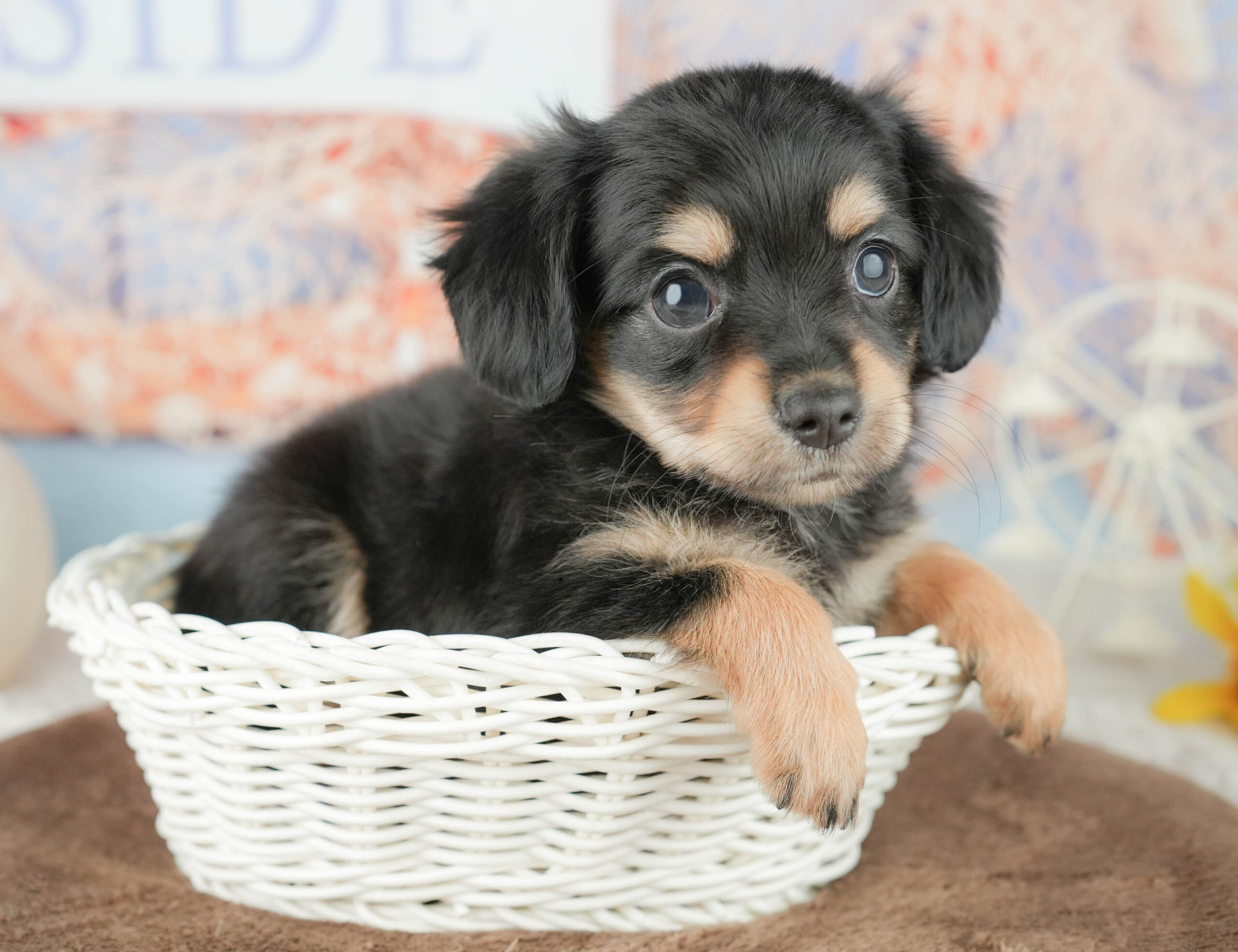 チワックス | 女の子 | ブラック＆タン | 2026年1月17日