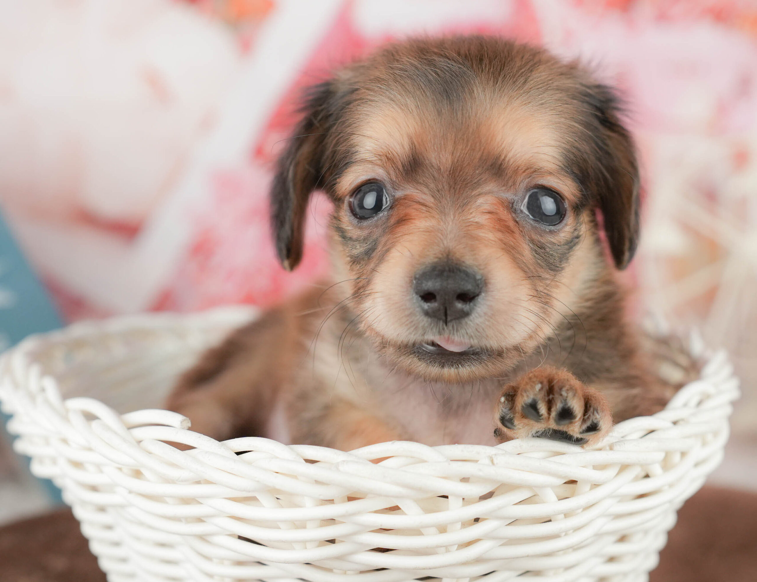 チワックス | 男の子 | シェーデッドレッド | 2026年1月17日