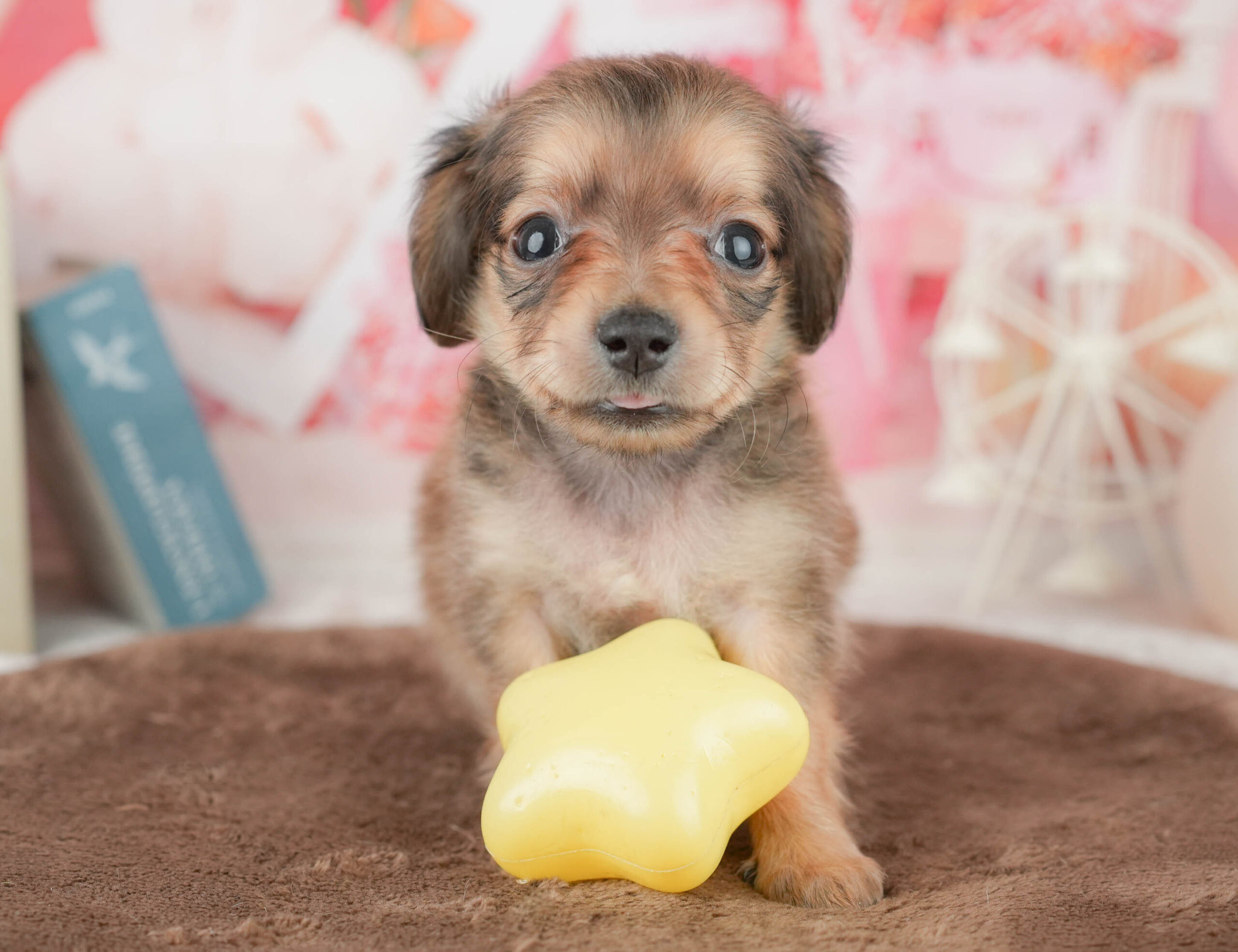 チワックス | 男の子 | シェーデッドレッド | 2026年1月17日