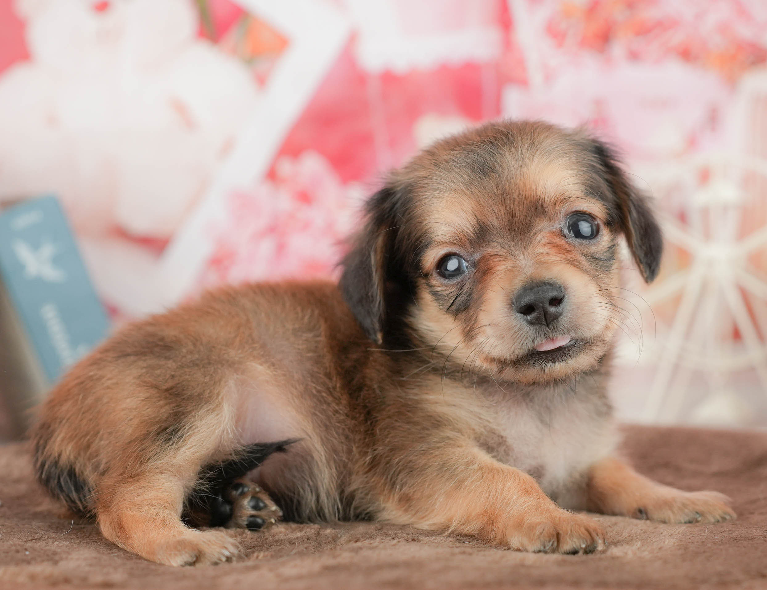 チワックス | 男の子 | シェーデッドレッド | 2026年1月17日