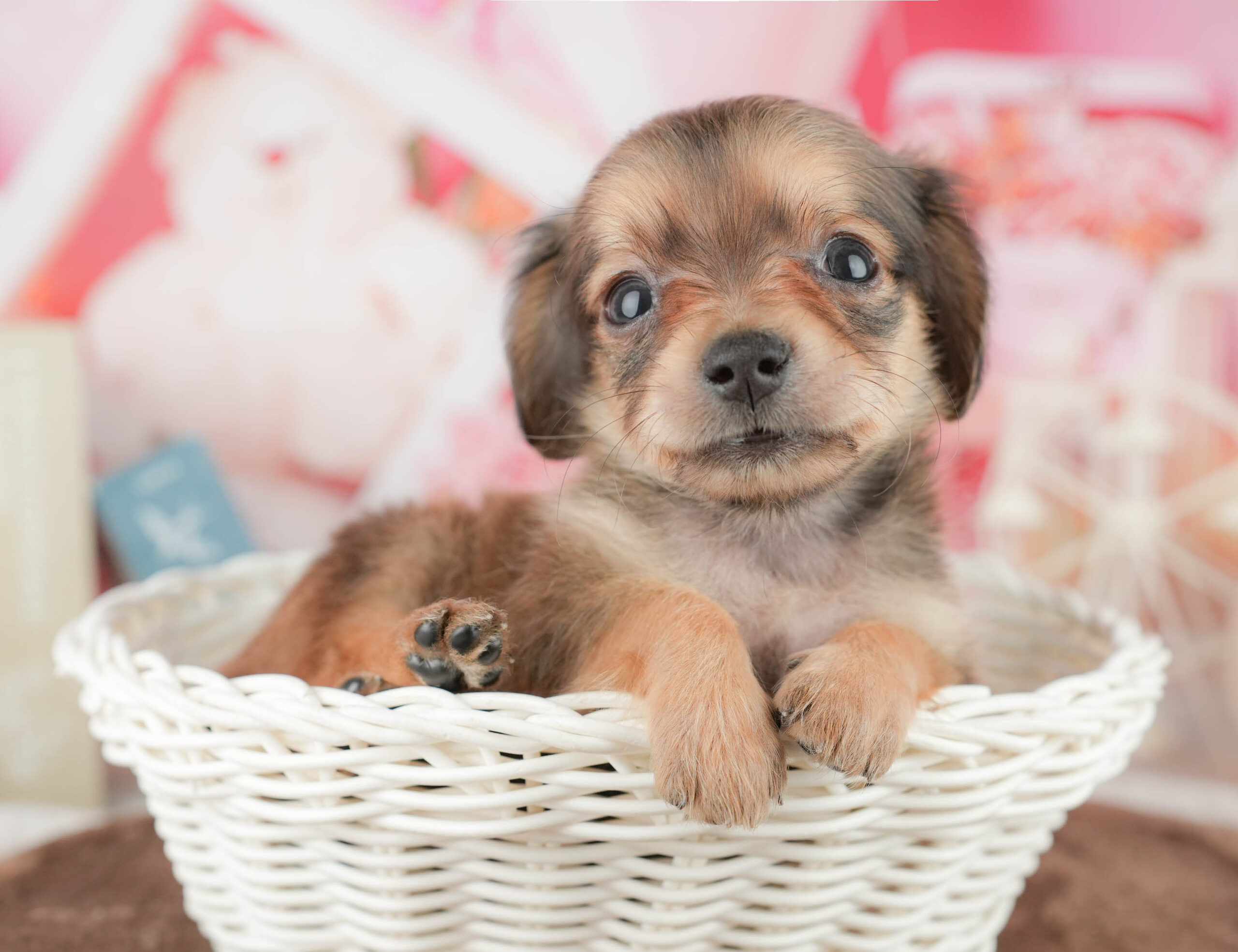 チワックス | 男の子 | シェーデッドレッド | 2026年1月17日