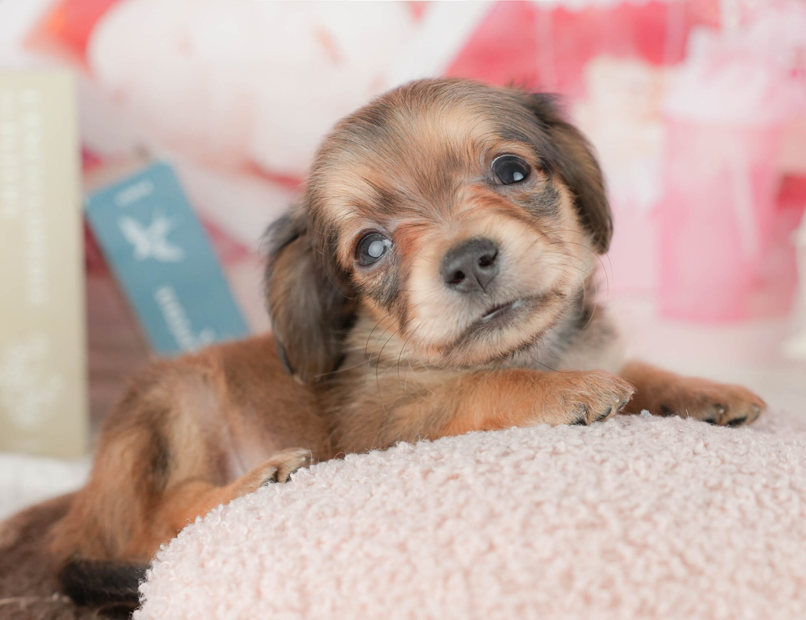 チワックス | 男の子 | シェーデッドレッド | 2026年1月17日