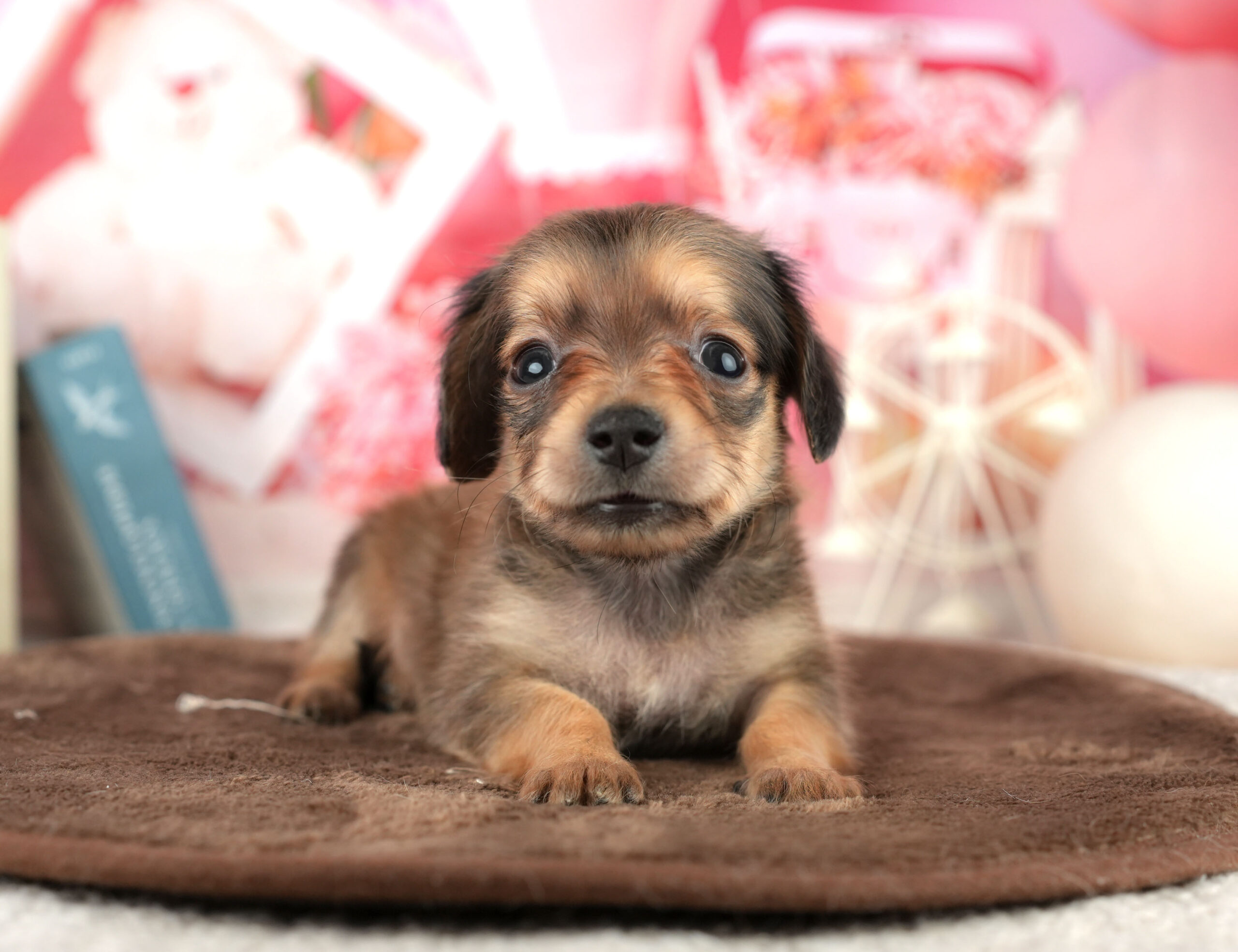 チワックス | 男の子 | シェーデッドレッド | 2026年1月17日