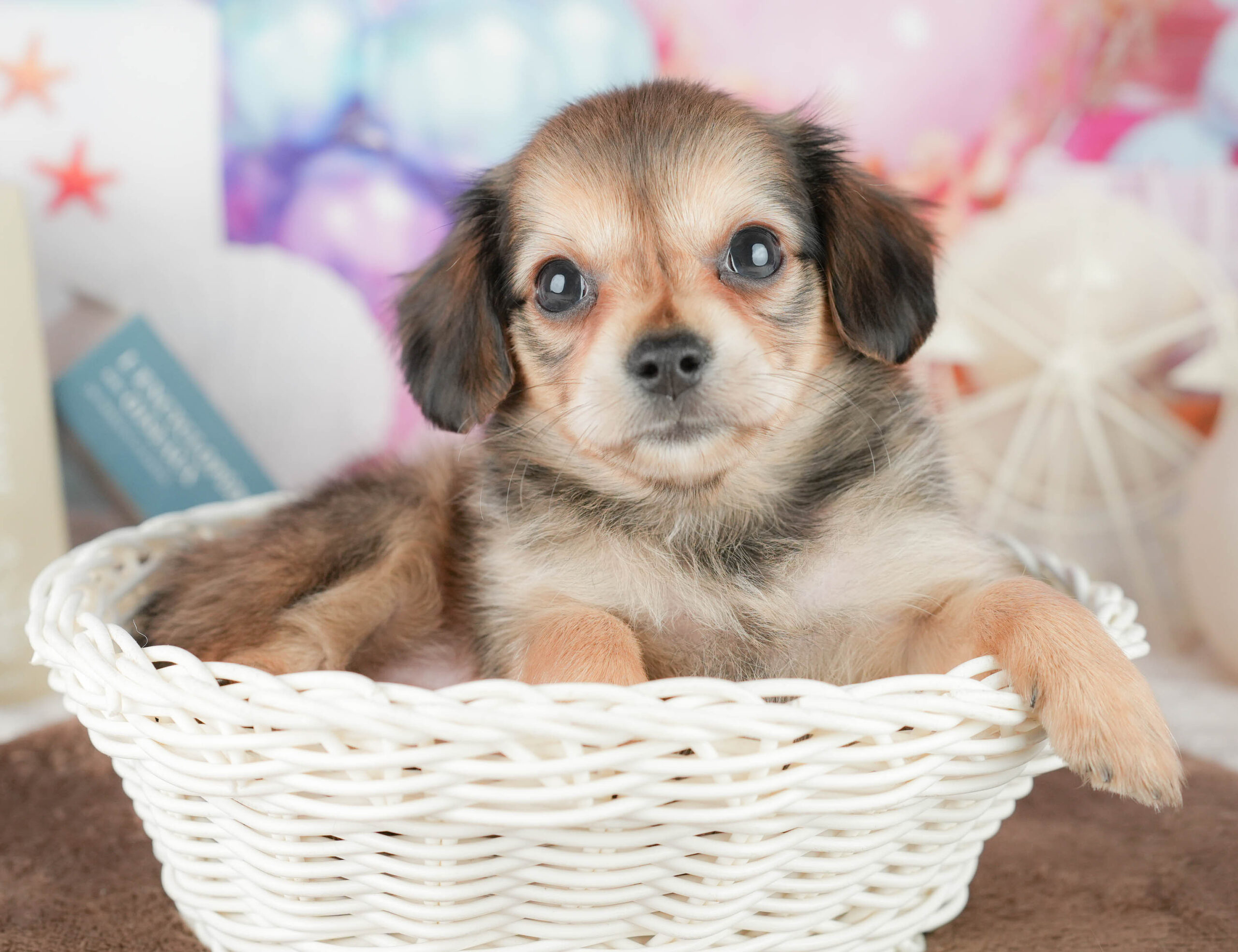 チワックス | 女の子 | シェーデッドイエロー | 2026年1月17日