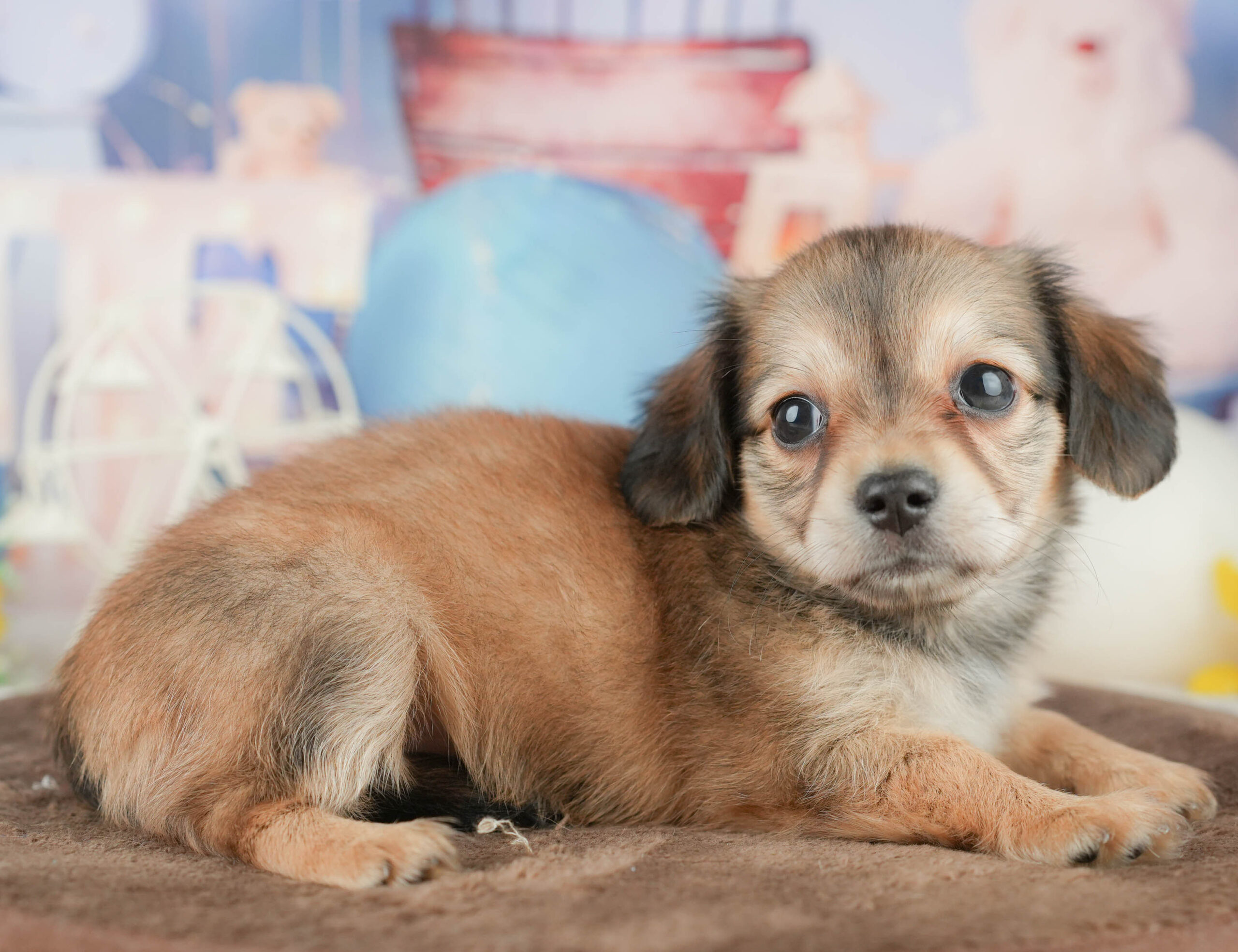 チワックス | 女の子 | シェーデッドイエロー | 2026年1月17日