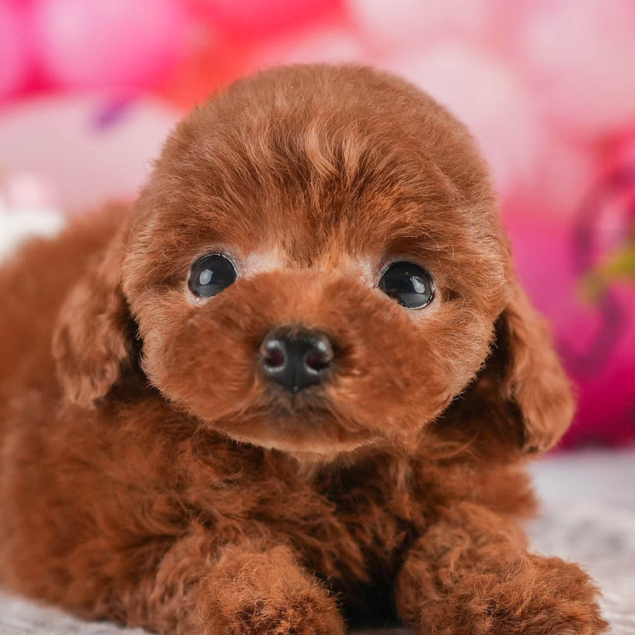 タイニー・プードル | 女の子 | レッド | 2026年1月18日