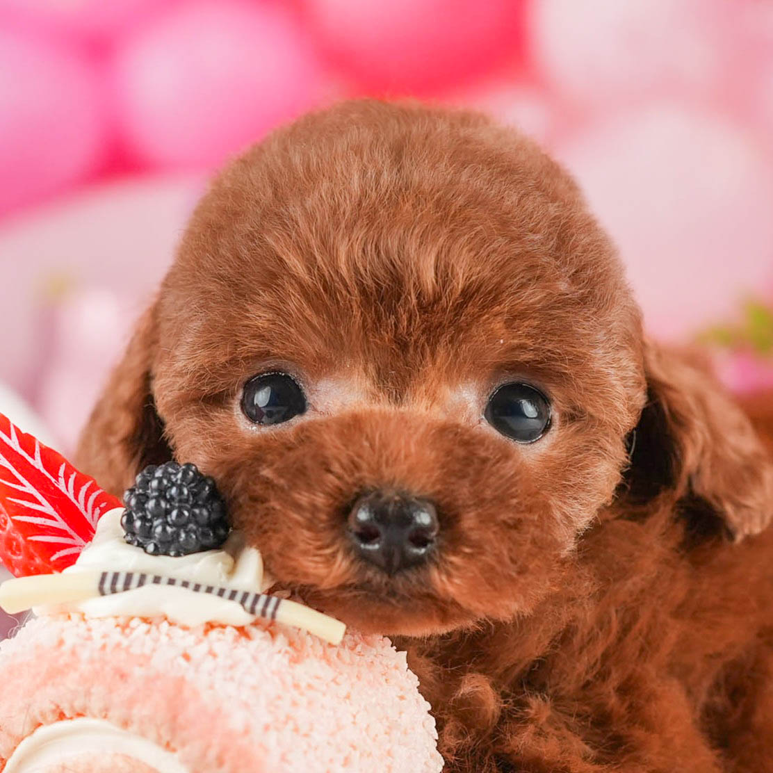 タイニー・プードル | 女の子 | レッド | 2026年1月18日