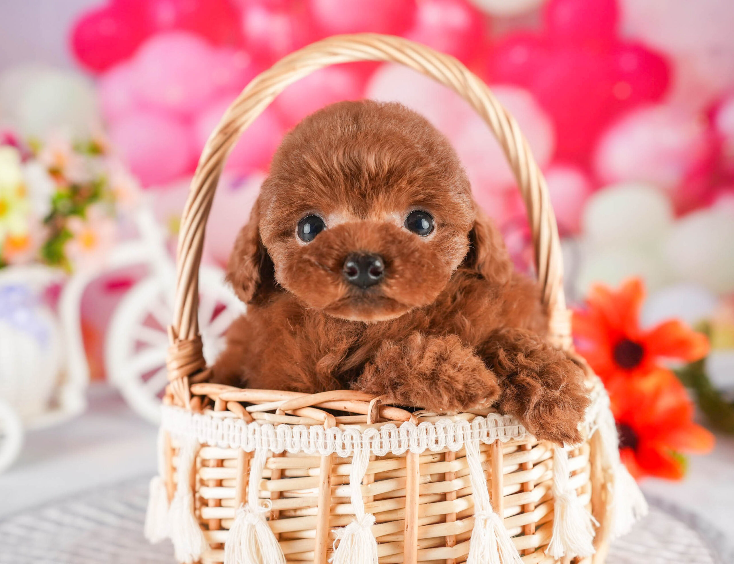 タイニー・プードル | 女の子 | レッド | 2026年1月18日