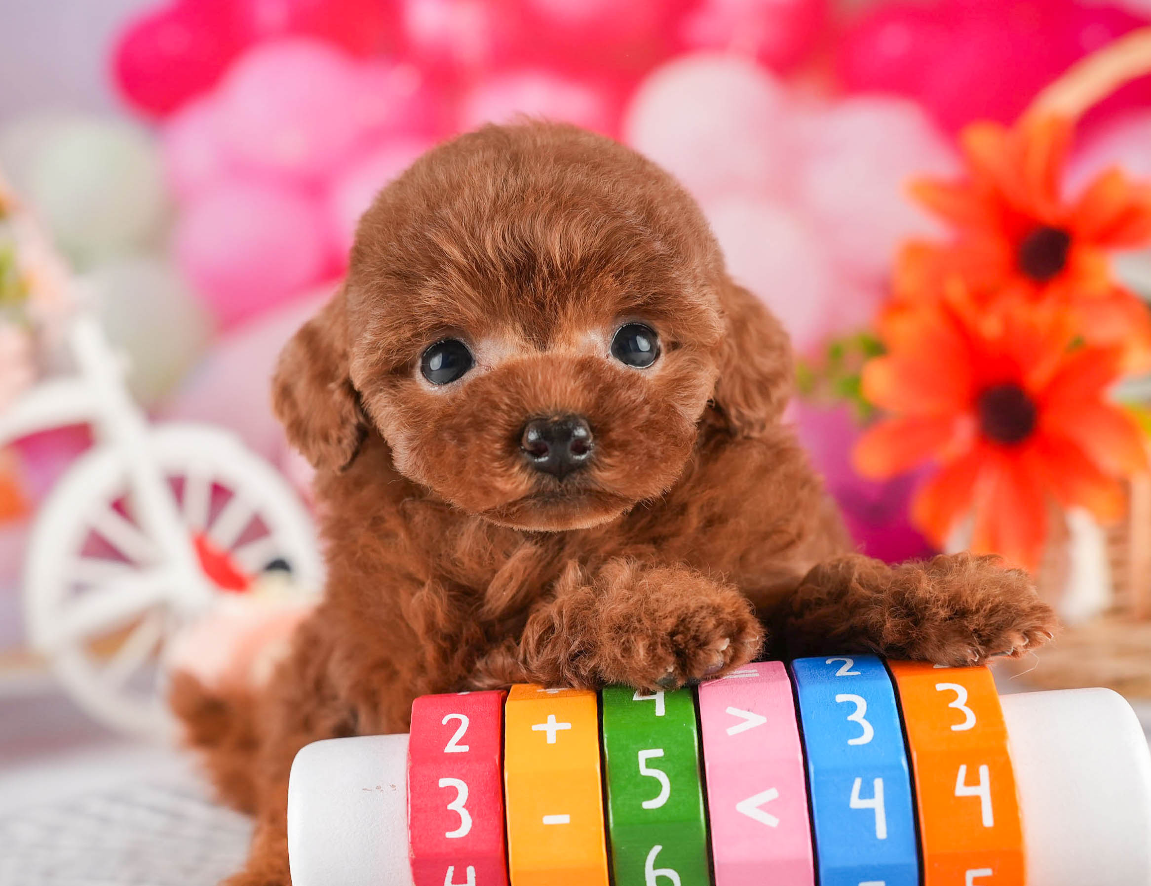 タイニー・プードル | 女の子 | レッド | 2026年1月18日