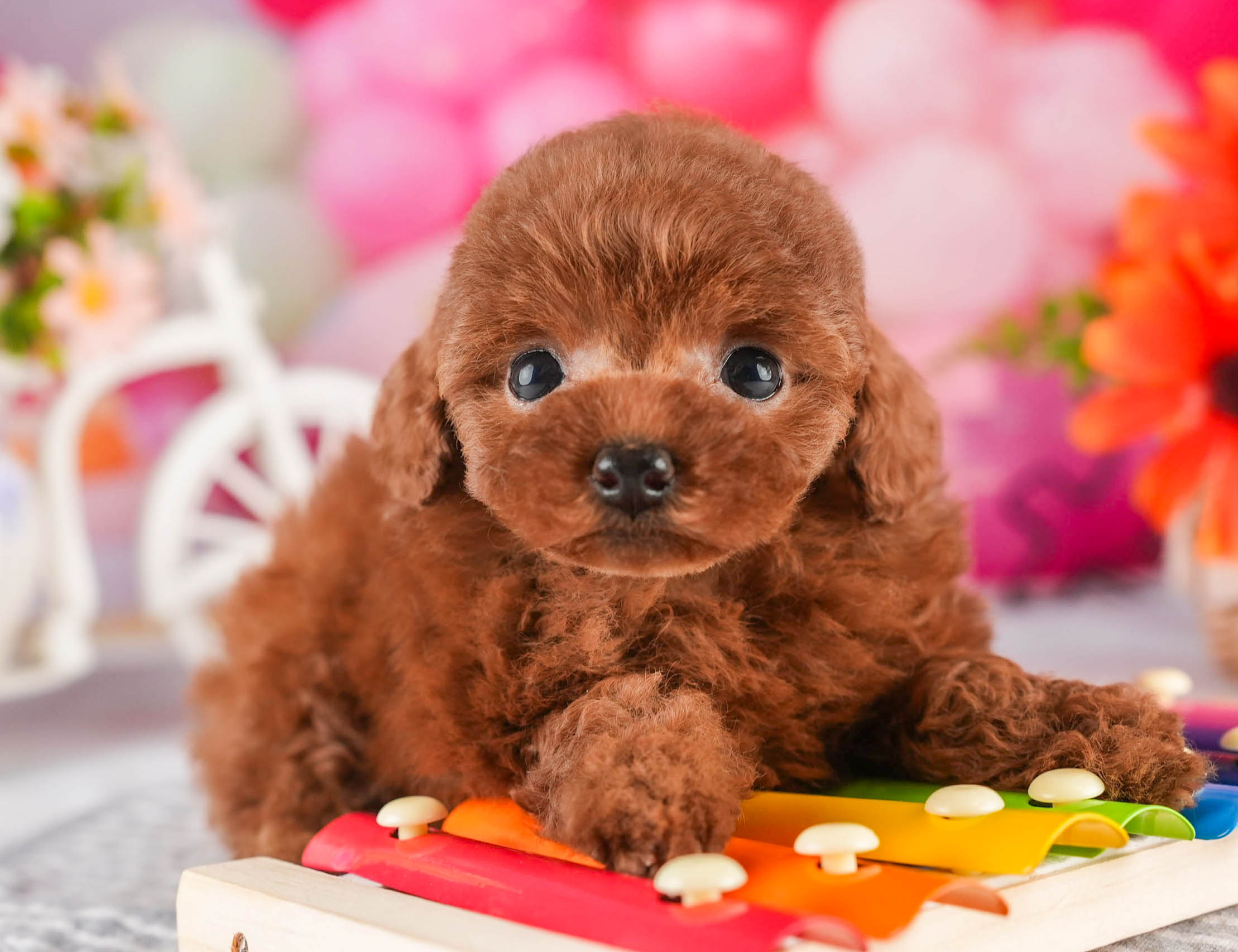 タイニー・プードル | 女の子 | レッド | 2026年1月18日