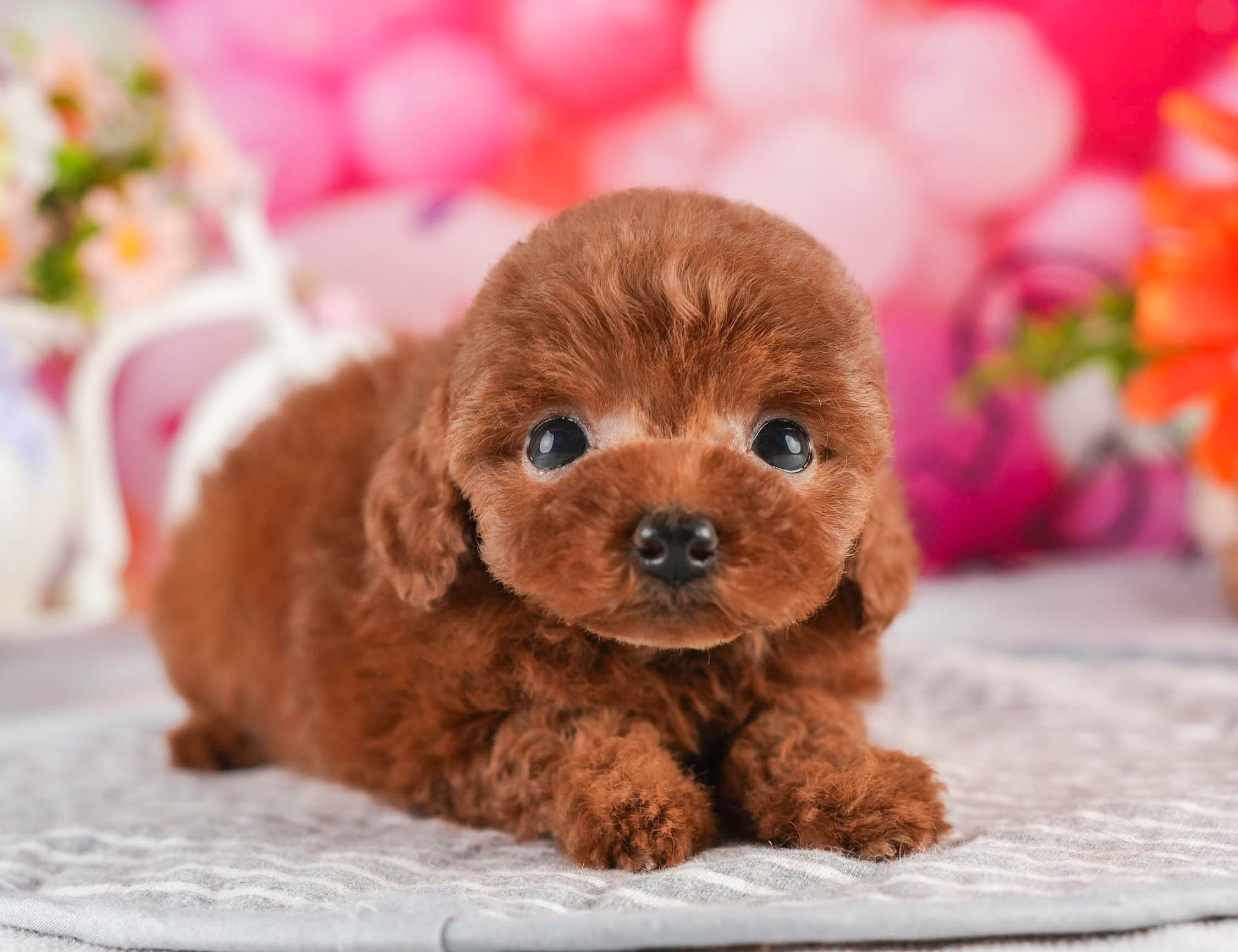 タイニー・プードル | 女の子 | レッド | 2026年1月18日