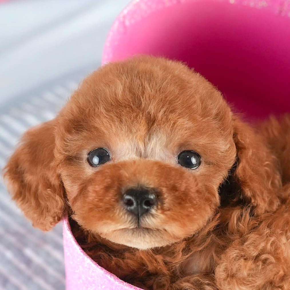 タイニー・プードル | 男の子 | アプリコット | 2026年1月18日