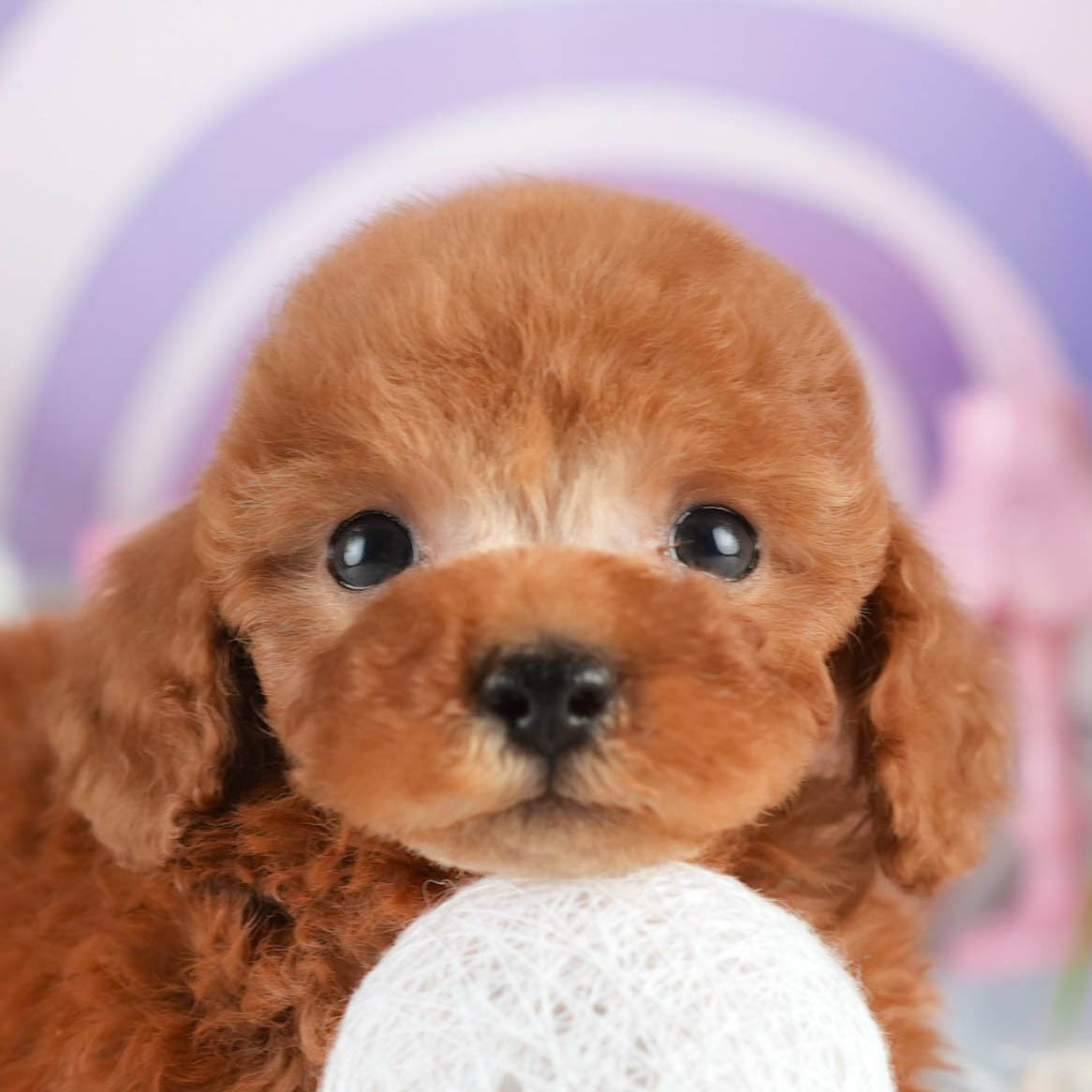 タイニー・プードル | 男の子 | アプリコット | 2026年1月18日