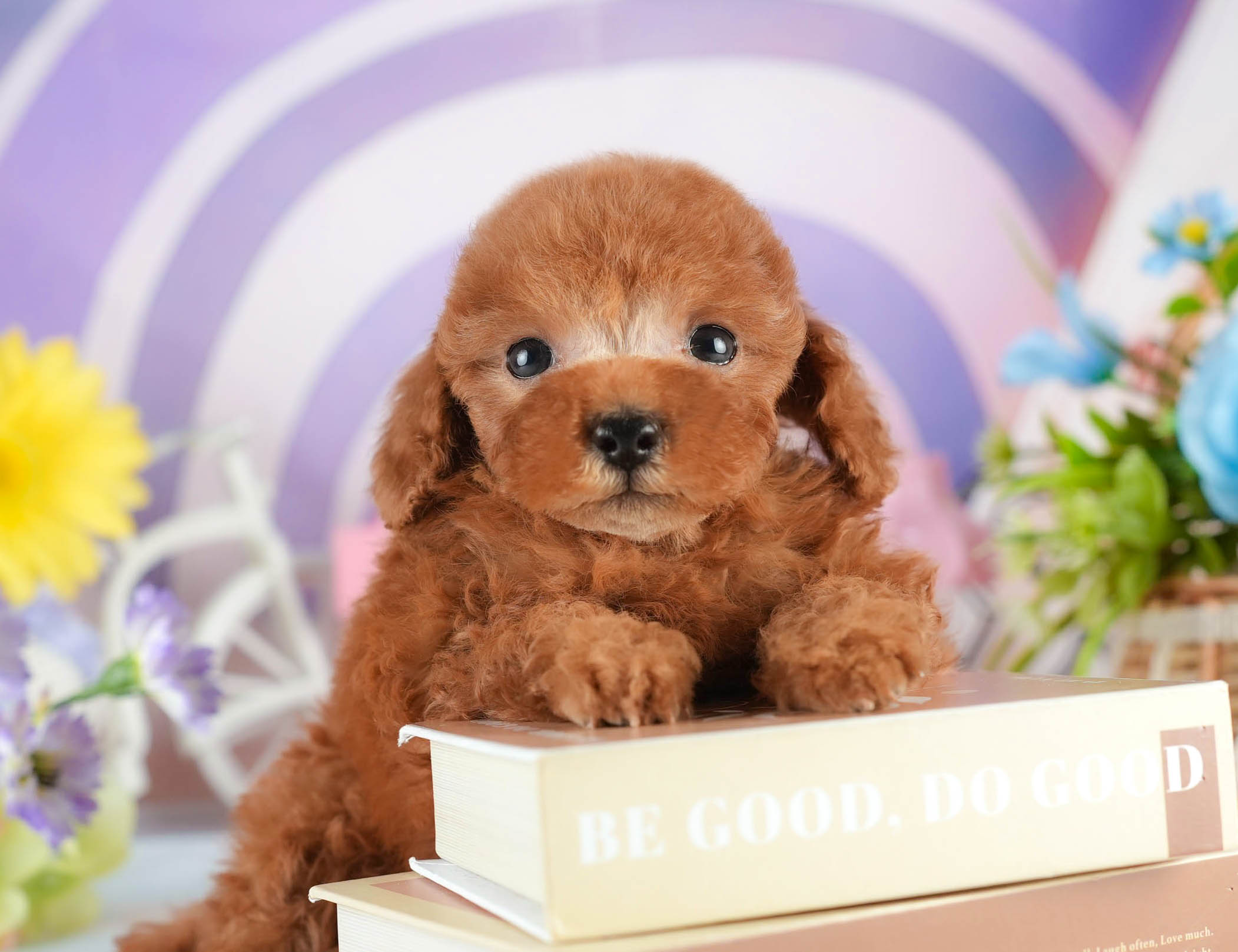 タイニー・プードル | 男の子 | アプリコット | 2026年1月18日