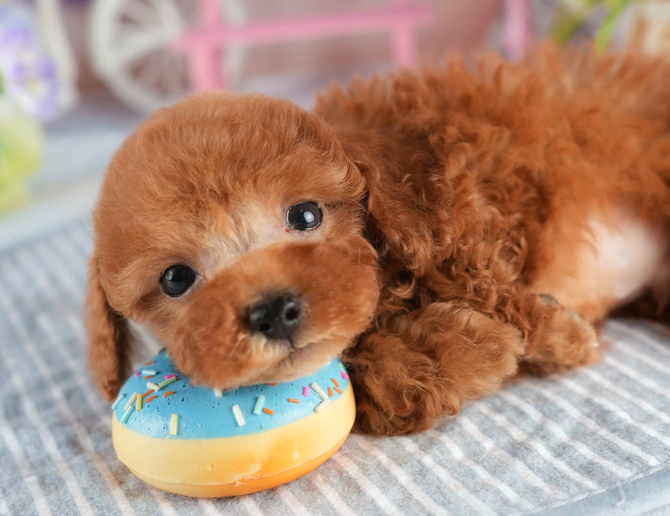 タイニー・プードル | 男の子 | アプリコット | 2026年1月18日