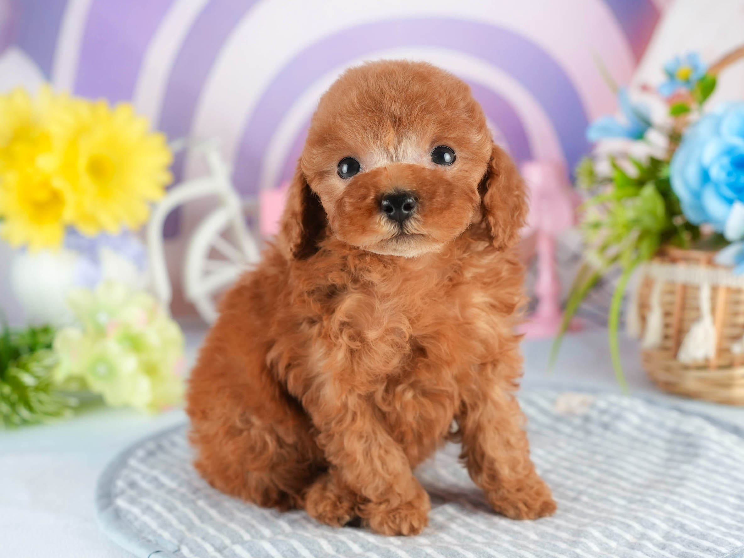 タイニー・プードル | 男の子 | アプリコット | 2026年1月18日
