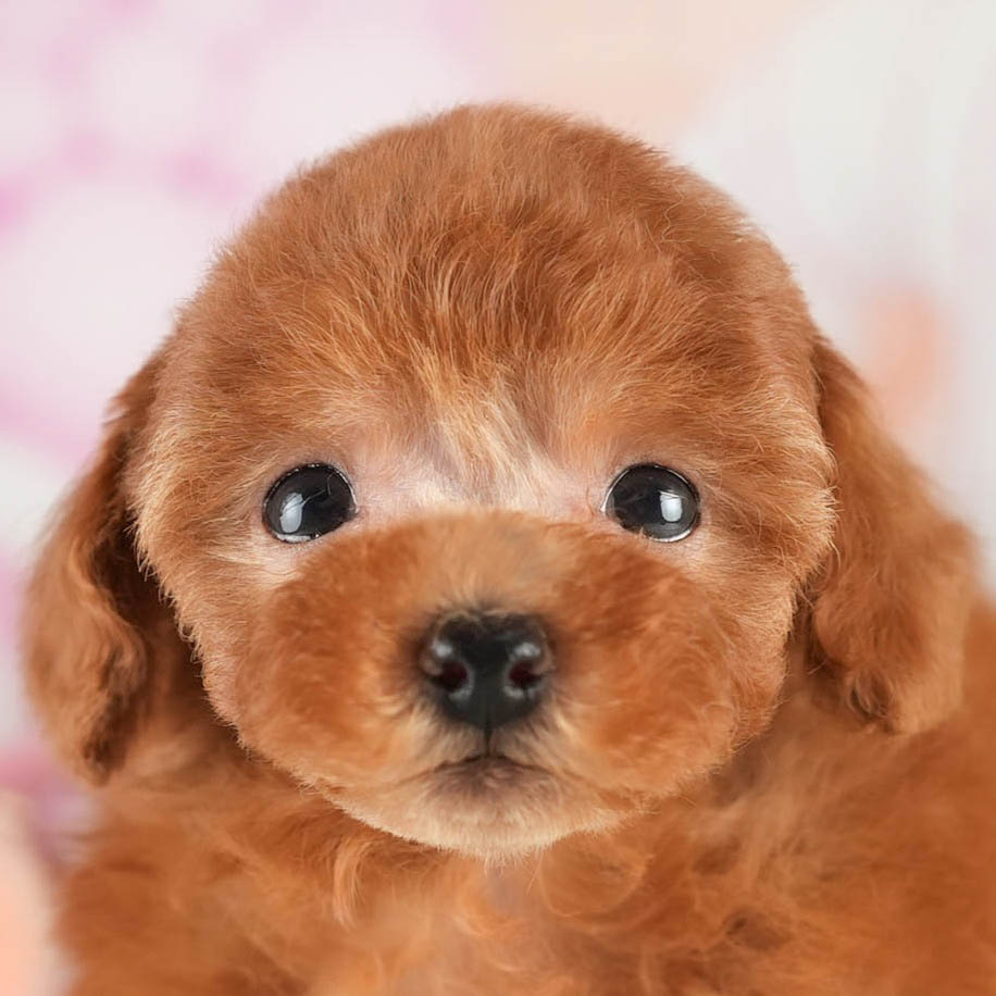 タイニー・プードル | 男の子 | アプリコット | 2026年1月18日