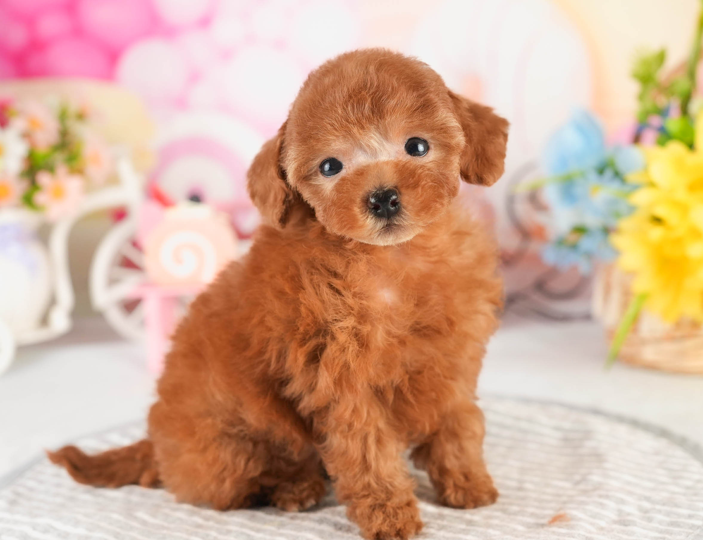 タイニー・プードル | 男の子 | アプリコット | 2026年1月18日