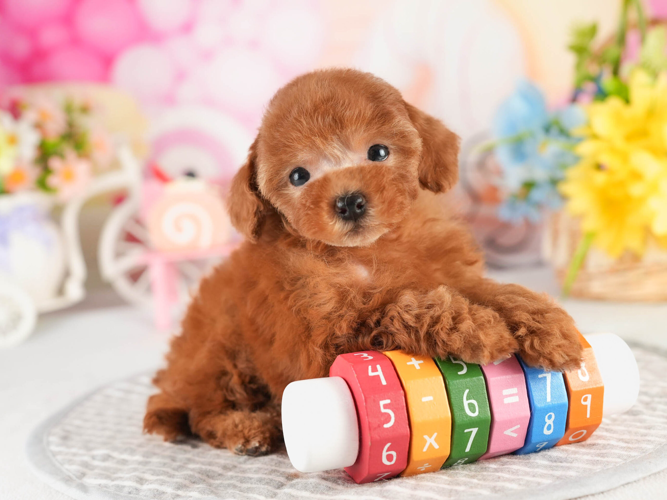 タイニー・プードル | 男の子 | アプリコット | 2026年1月18日