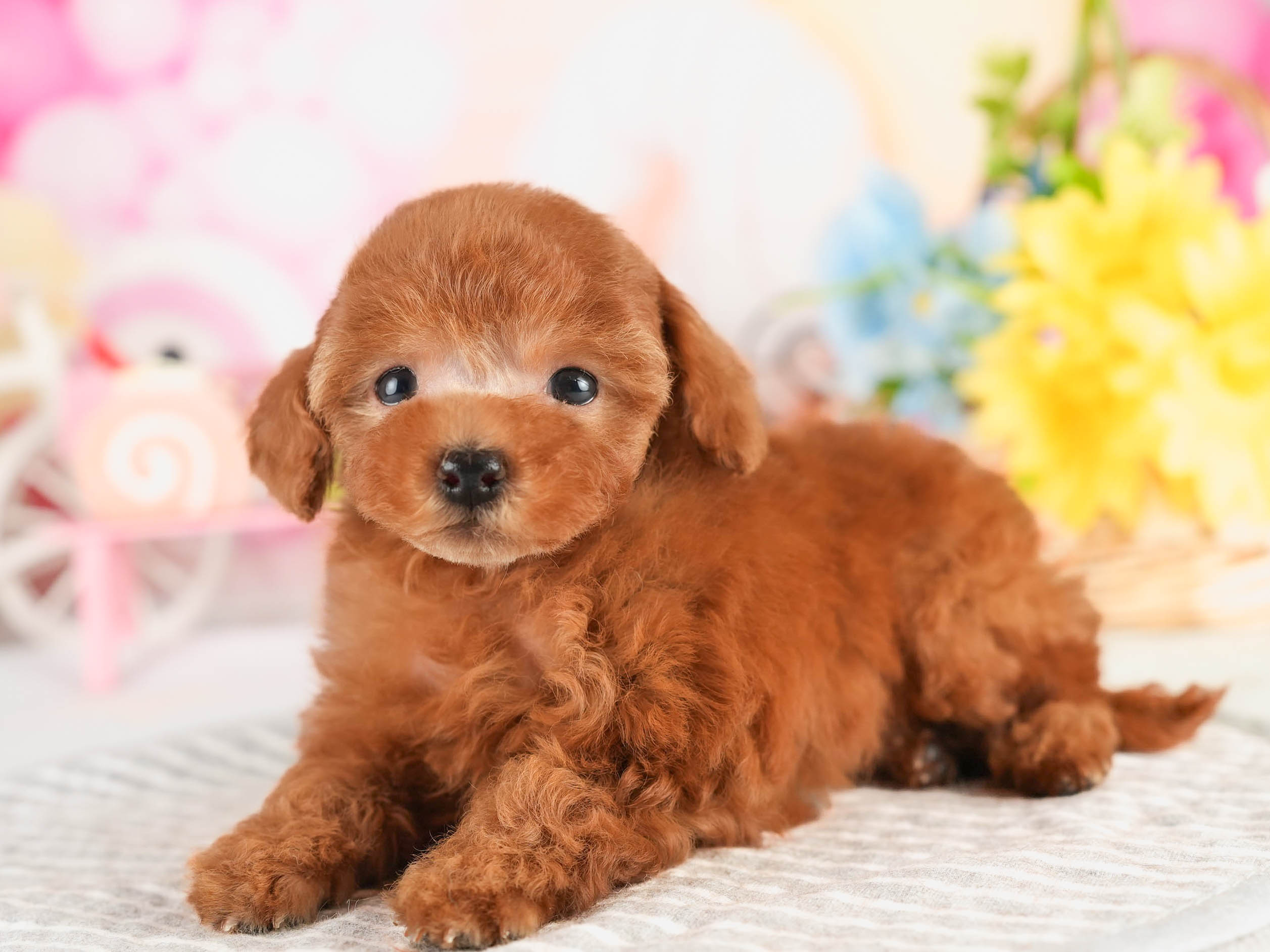 タイニー・プードル | 男の子 | アプリコット | 2026年1月18日