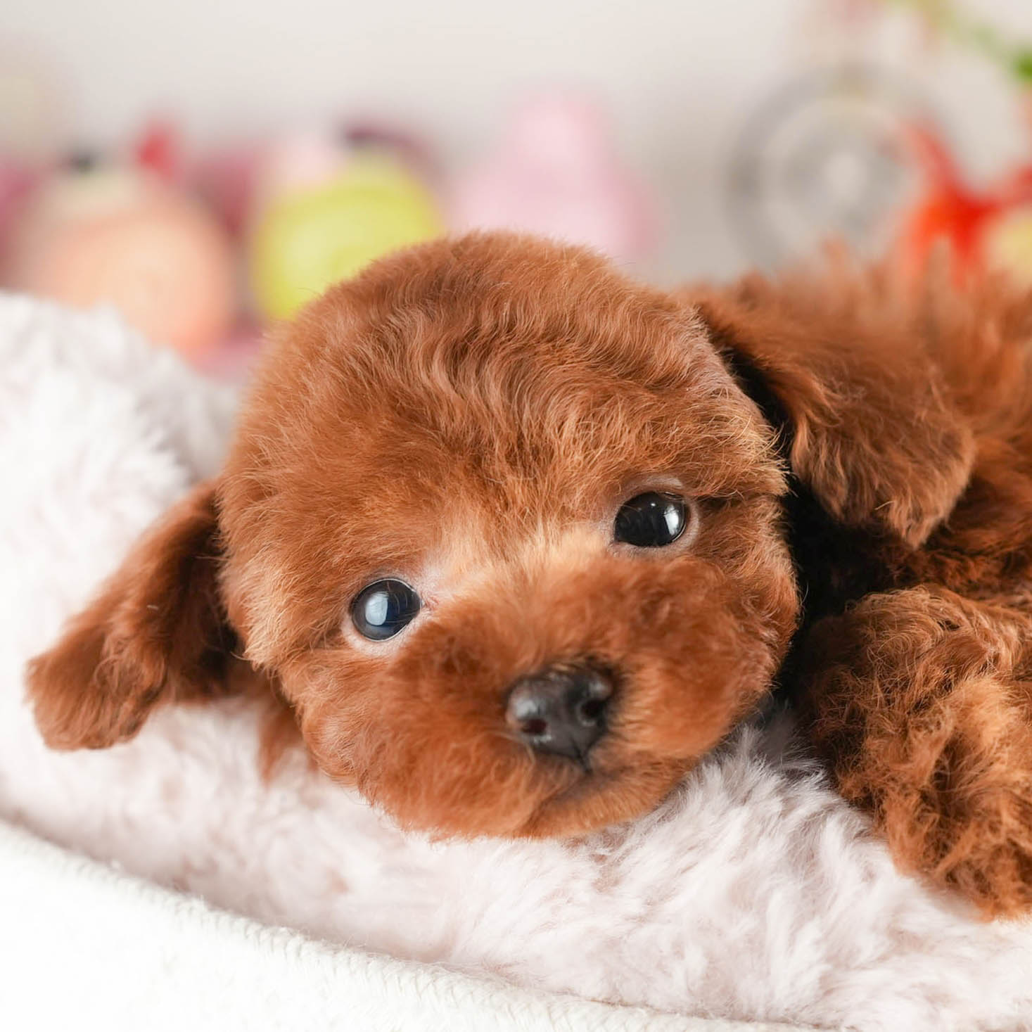 タイニー・プードル | 男の子 | レッド | 2026年1月18日