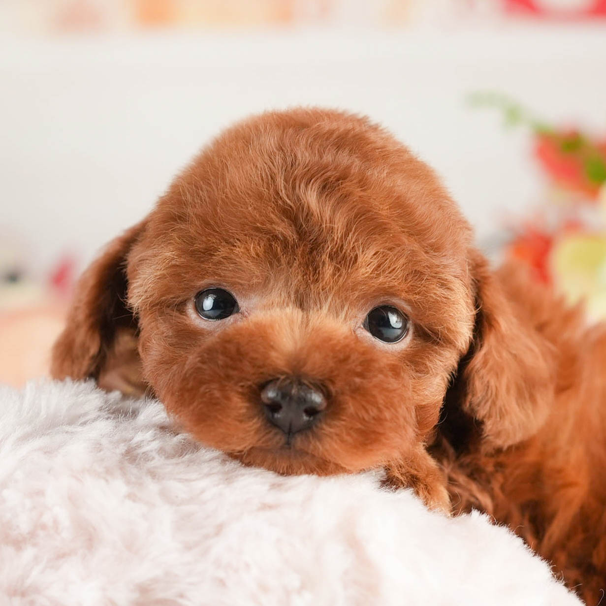 タイニー・プードル | 男の子 | レッド | 2026年1月18日