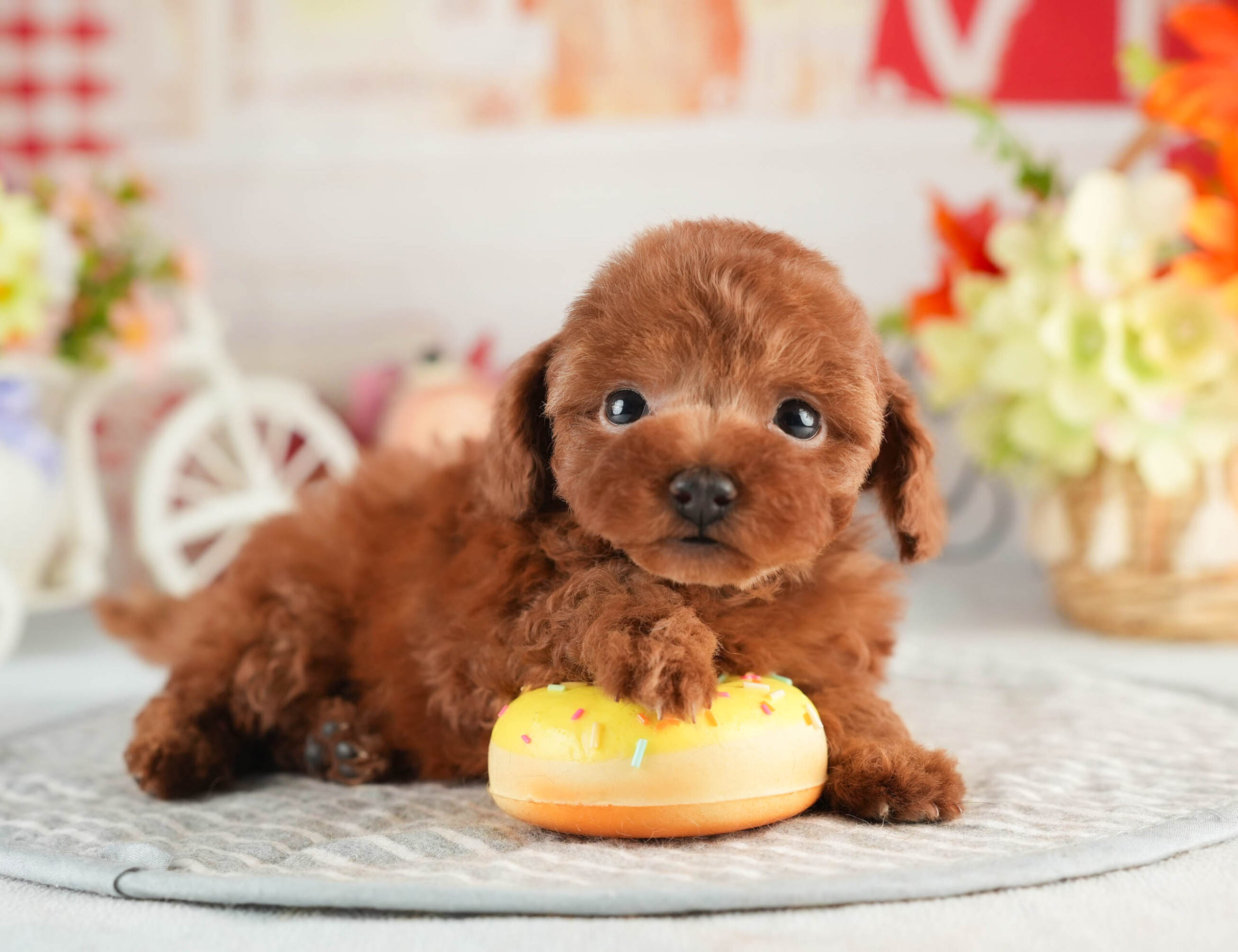 タイニー・プードル | 男の子 | レッド | 2026年1月18日