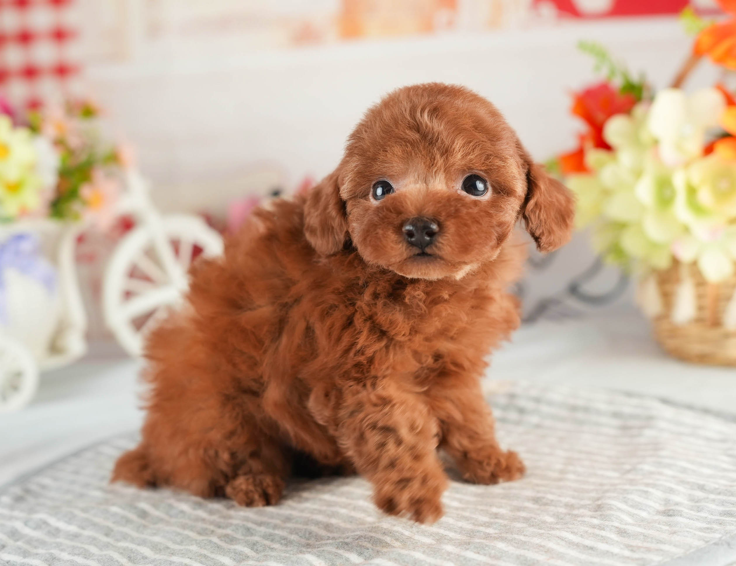 タイニー・プードル | 男の子 | レッド | 2026年1月18日