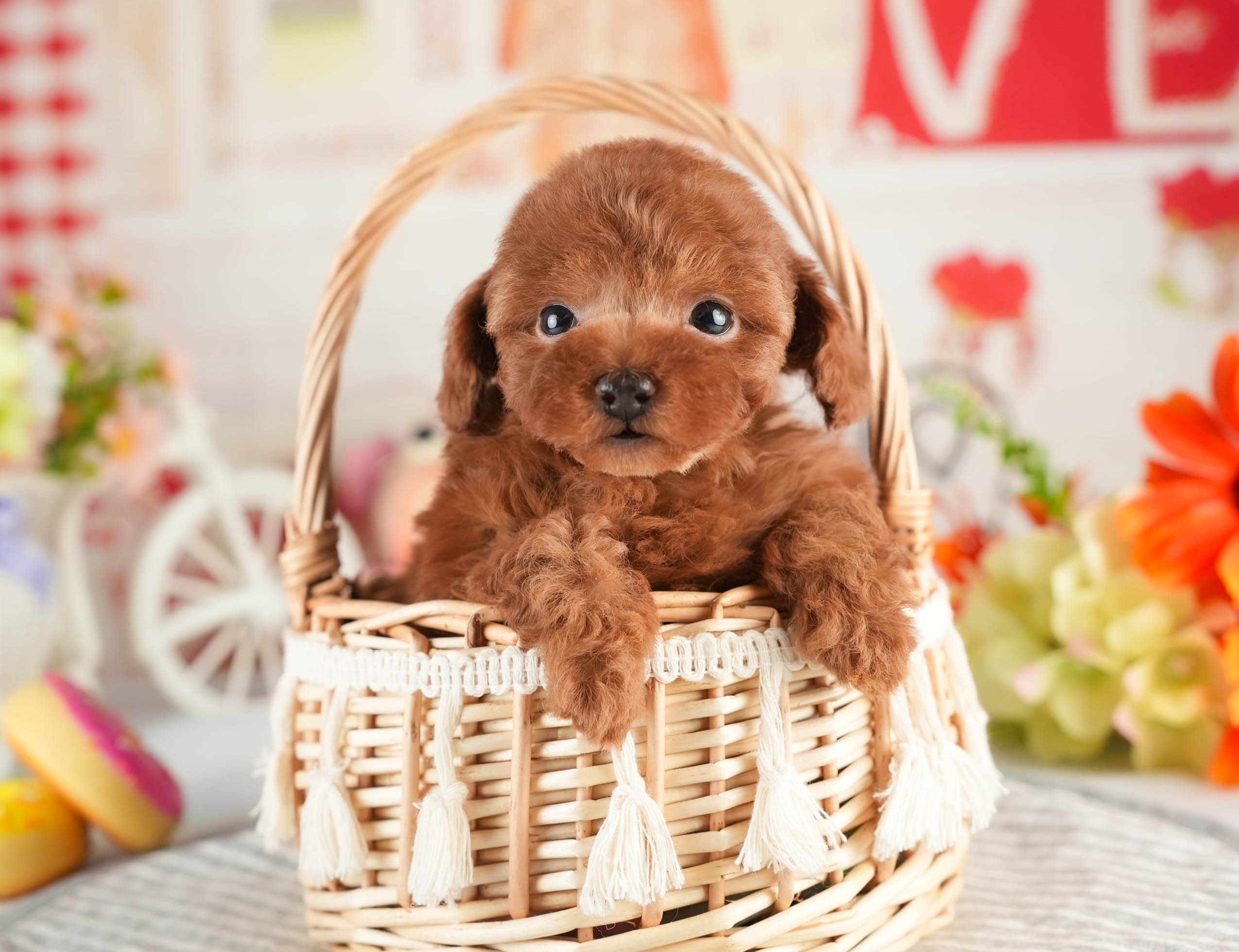 タイニー・プードル | 男の子 | レッド | 2026年1月18日