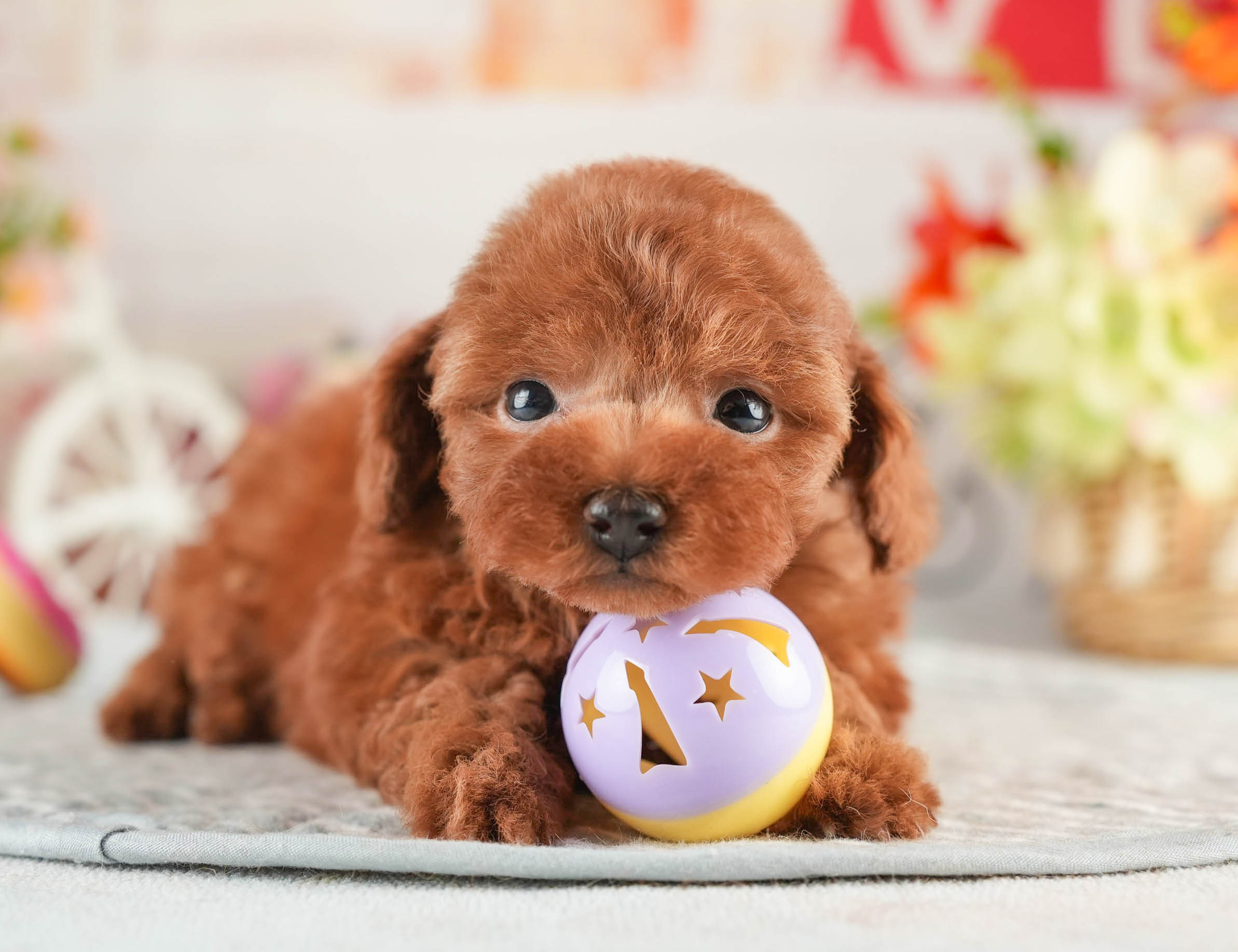 タイニー・プードル | 男の子 | レッド | 2026年1月18日