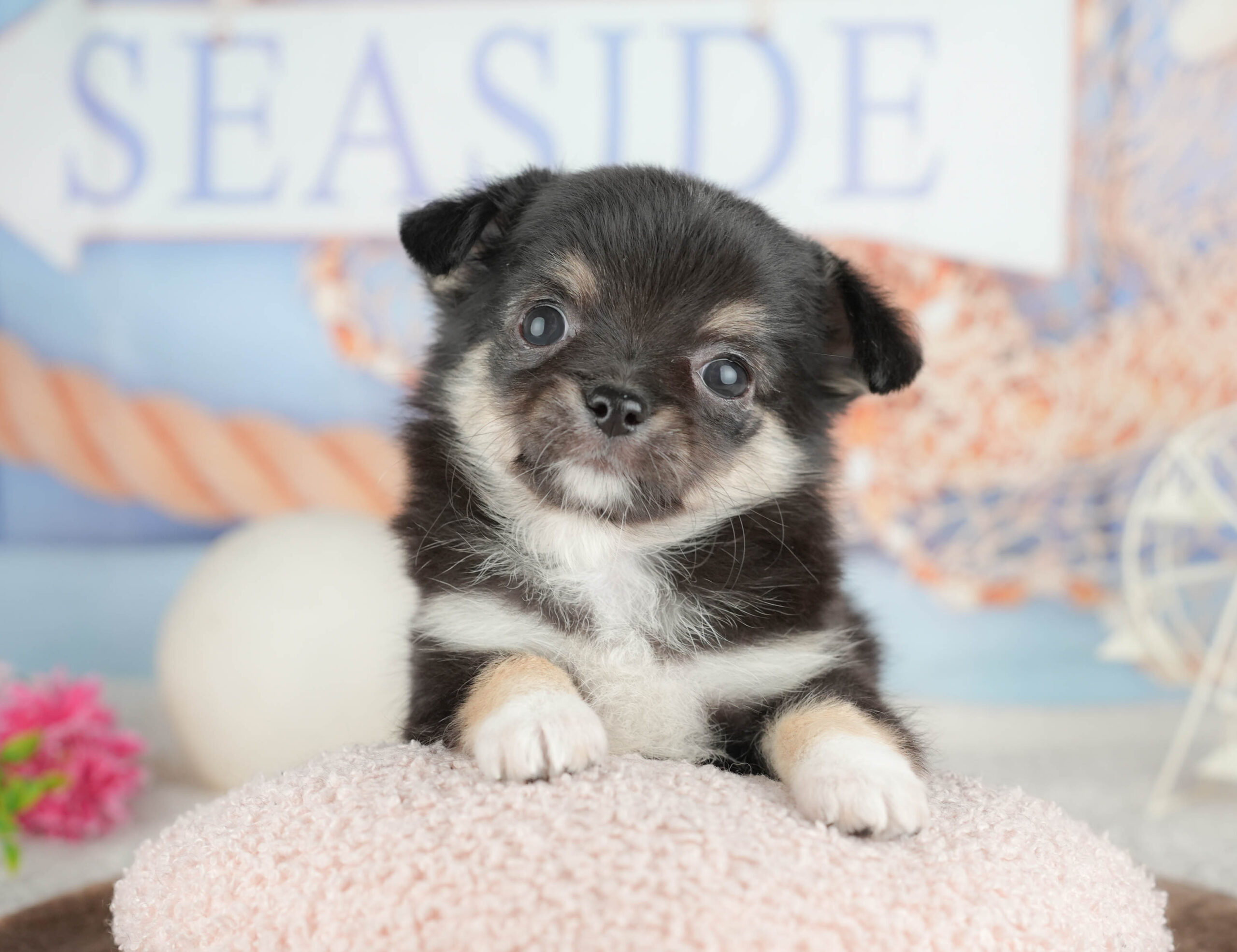 チワワ(ロング) | 女の子 | ブラックタン＆ホワイト | 2026年1月18日