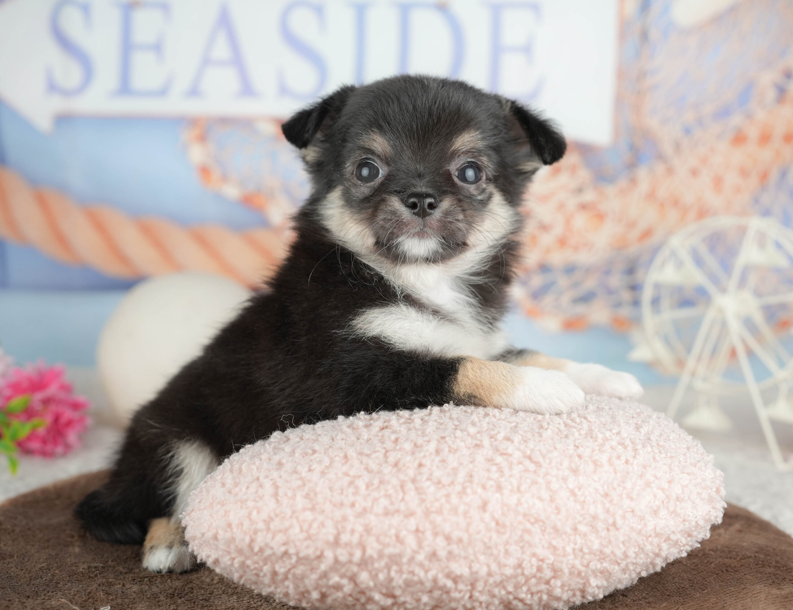 チワワ(ロング) | 女の子 | ブラックタン＆ホワイト | 2026年1月18日